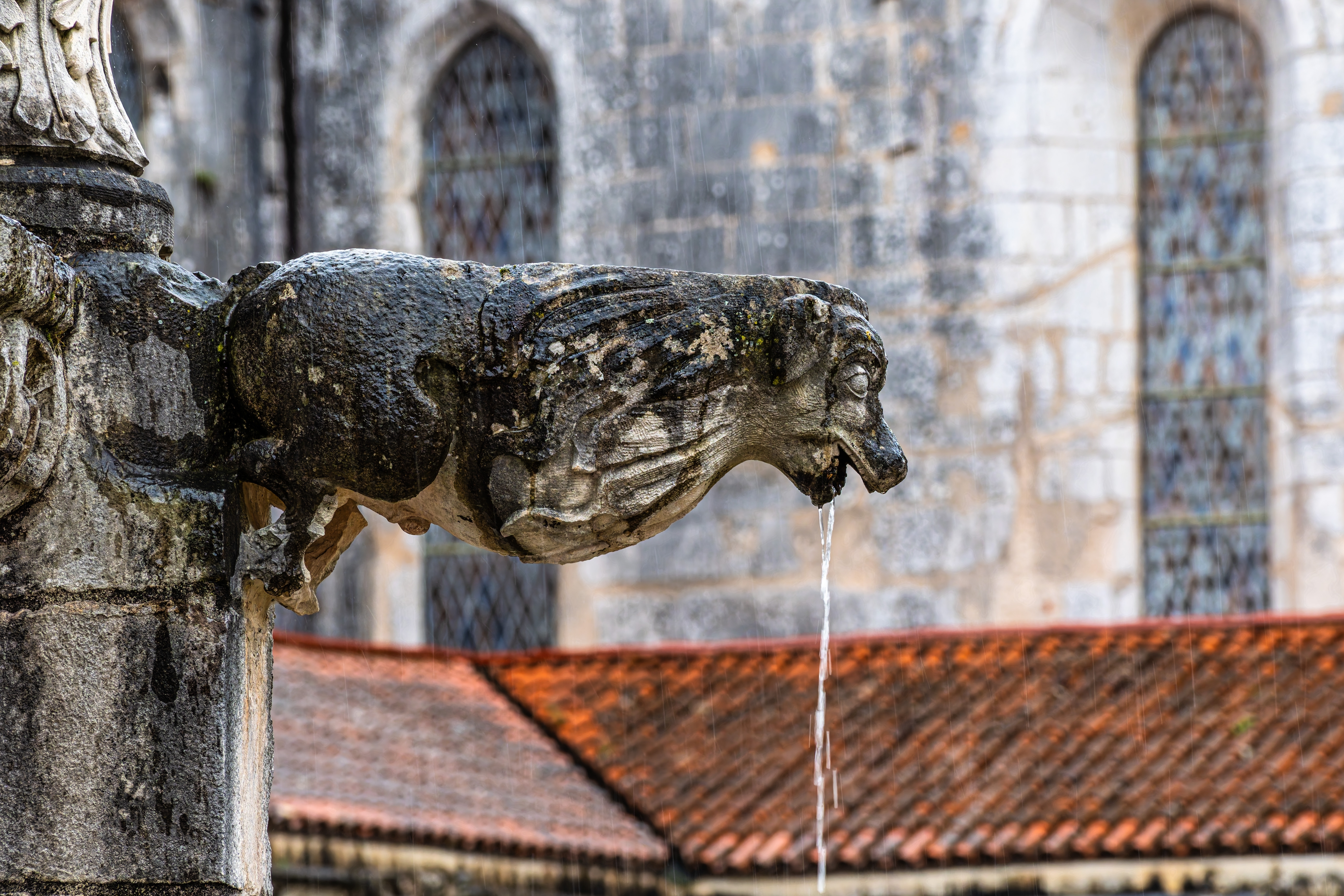 Nærbillede af en gotisk stenskulptur gargoyle der sprøjter vand ved det historiske Alcobaca Kloster i Portugal