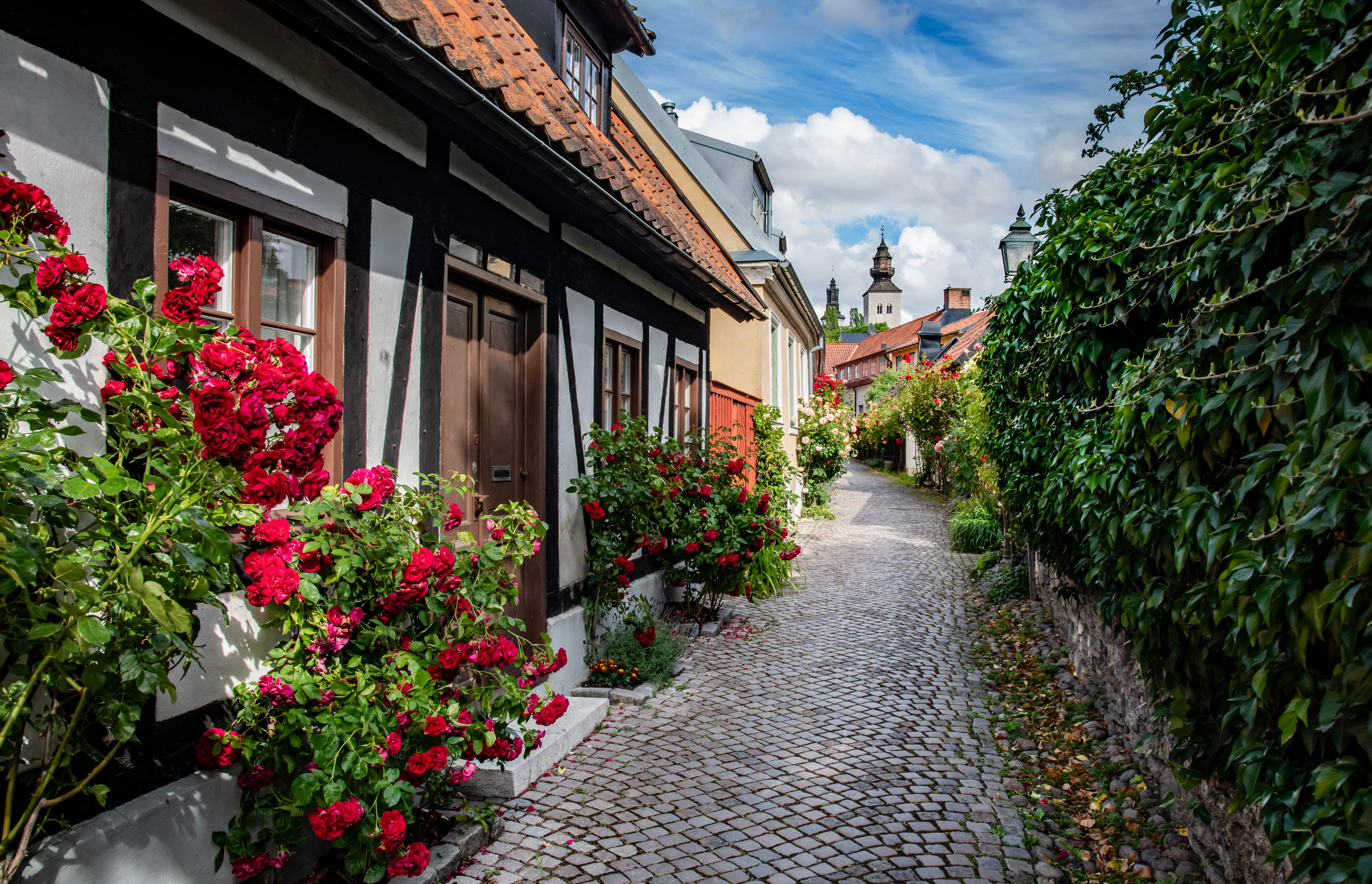 Romantisk brolagt gyde i Visby med røde roser og bindingsværkshuse i den historiske del af Gotland, Sverige