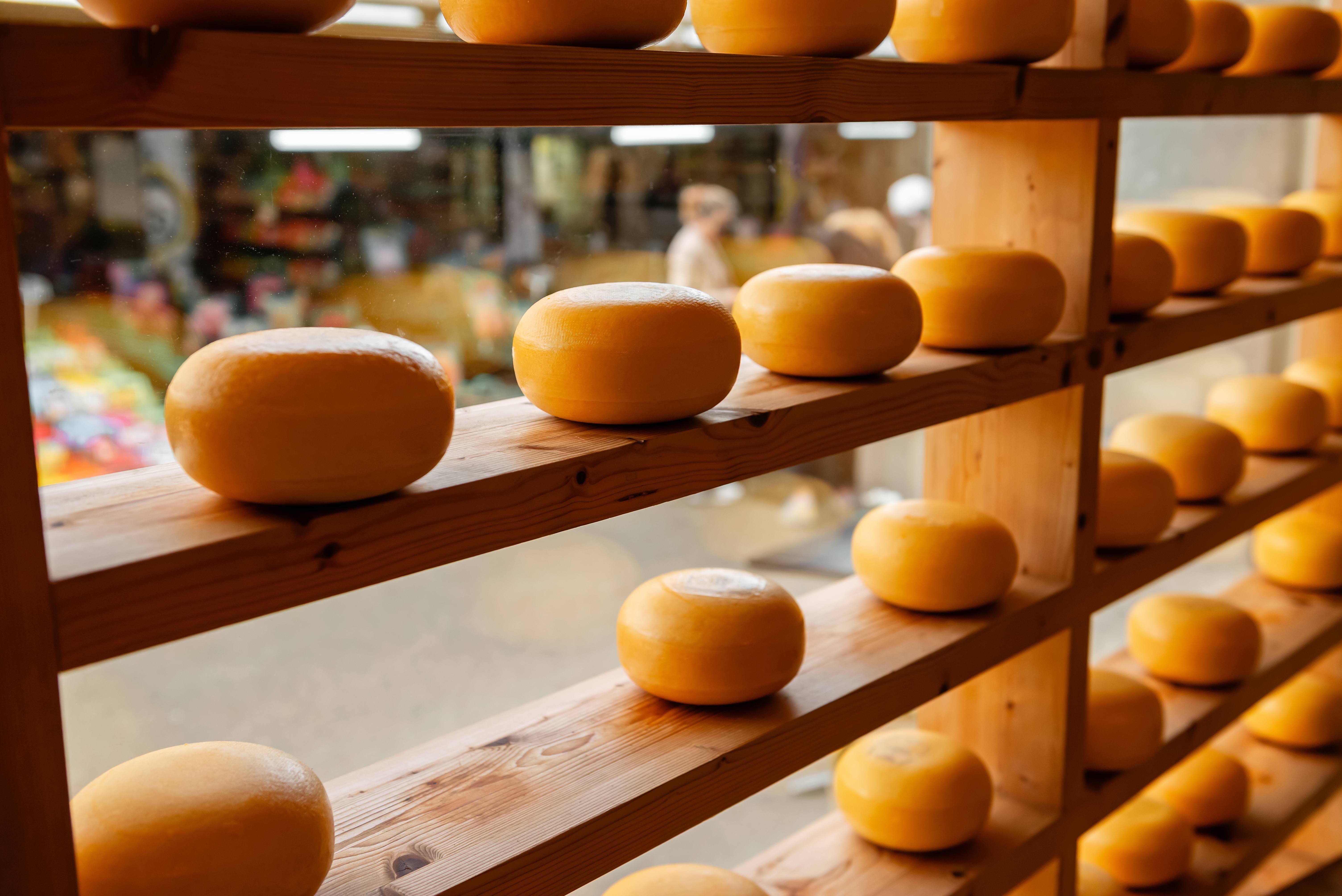 Autentiske hollandske Gouda-ostehjul med gule skorper på rustikke træhylder i en ostebutik i Holland
