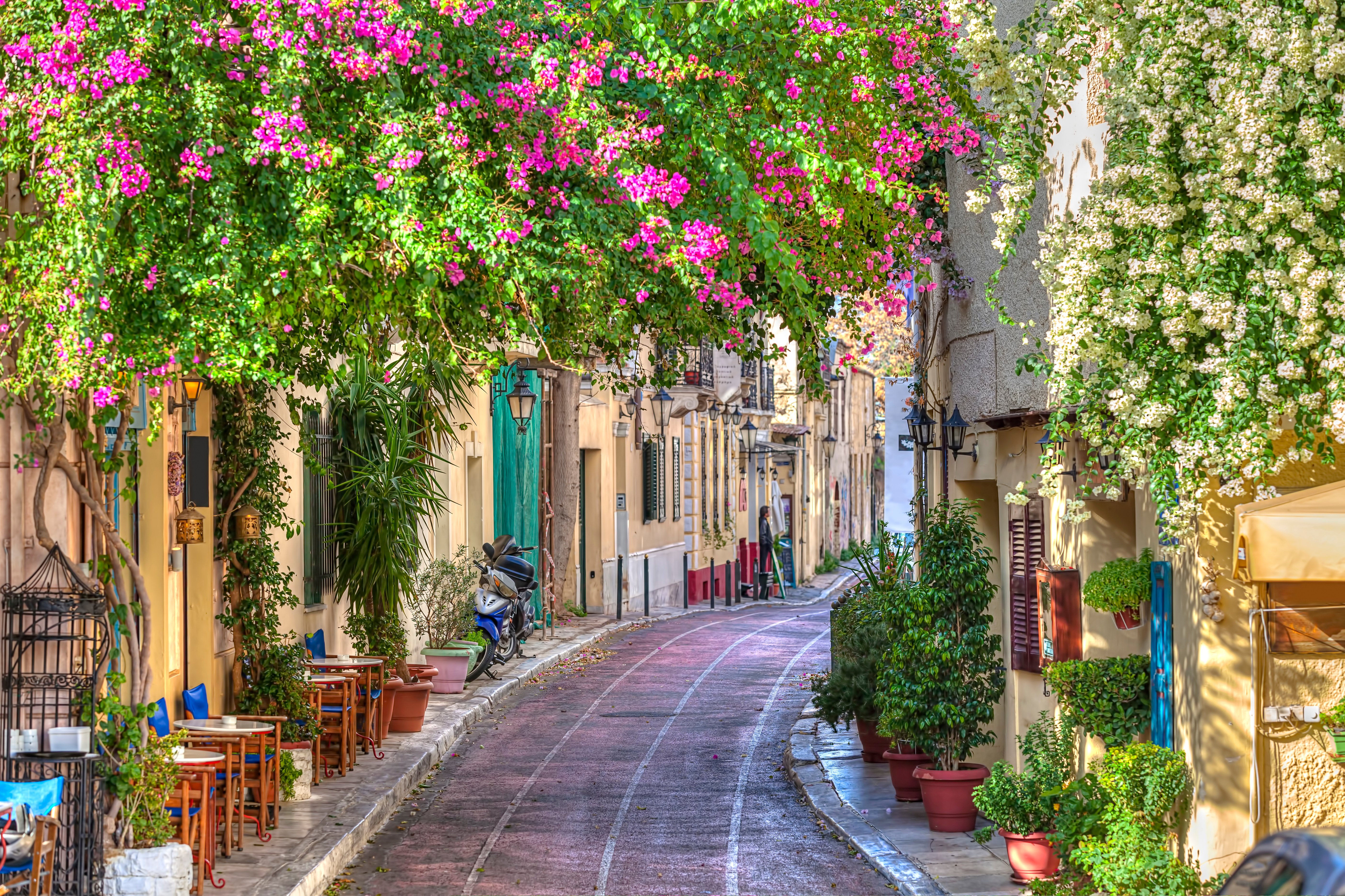 Smuk blomstersmykket gade i Plaka, Athen, Grækenland, med farverige bougainvillea og charmerende bygninger