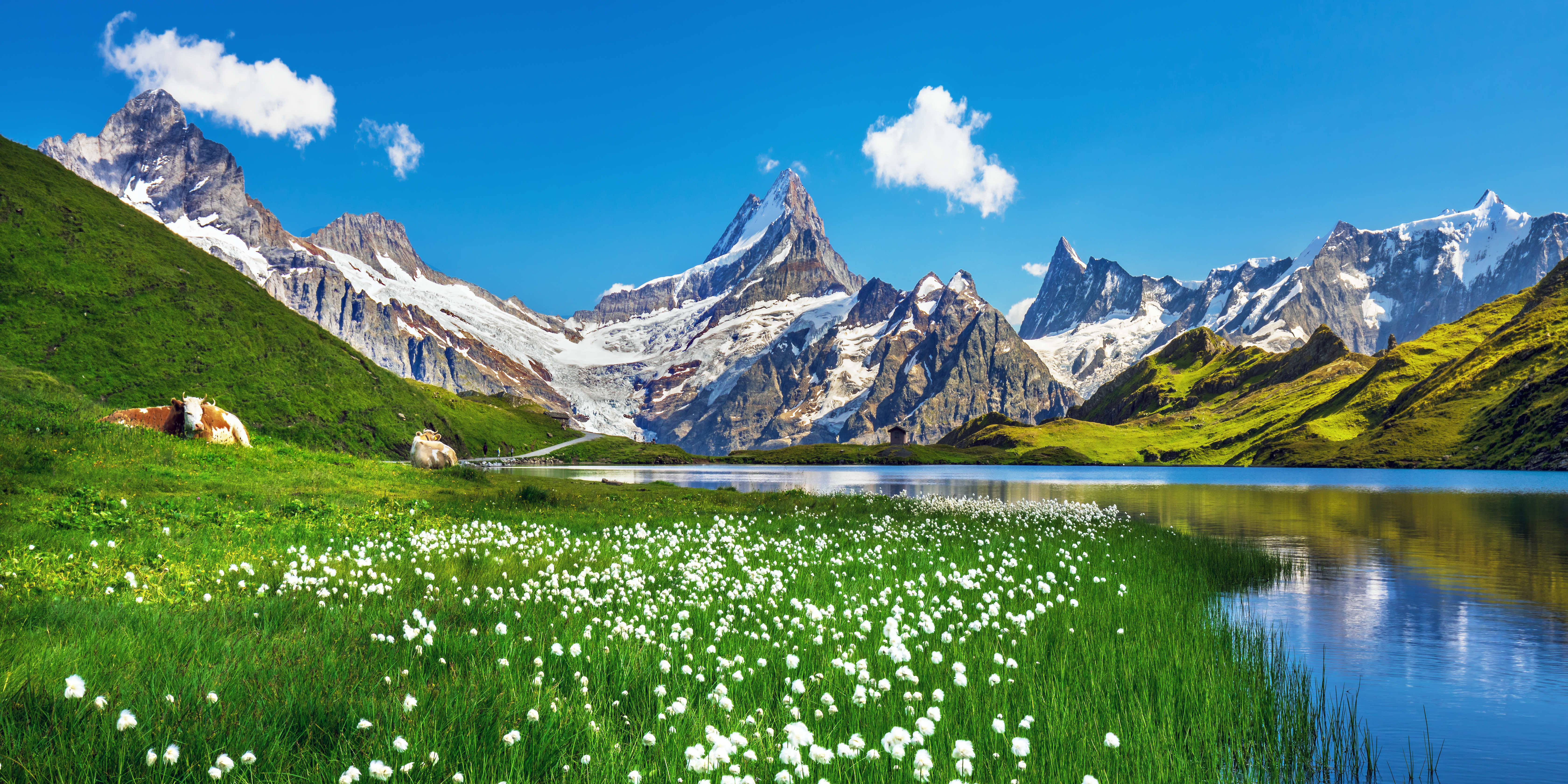 Sommerstemning ved Bachalpsee søen i Grindelwald med hvide cottongrass blomster og refleksioner af de snedækkede Berner Alper i det spejlklare vand, Schweiz