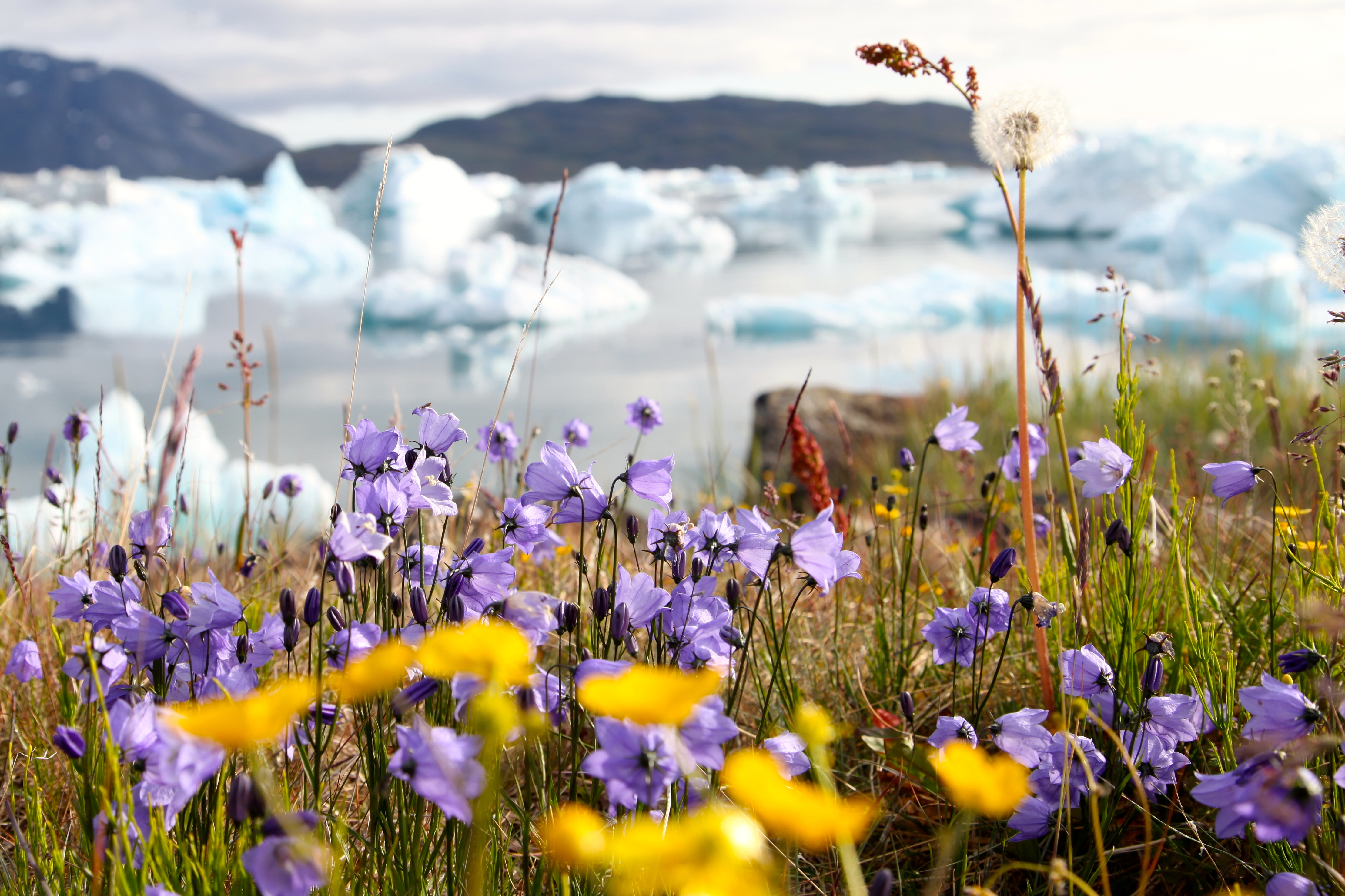 Lilla og gule sommerblomstre i grønlandsk natur med isbjerg og fjelde