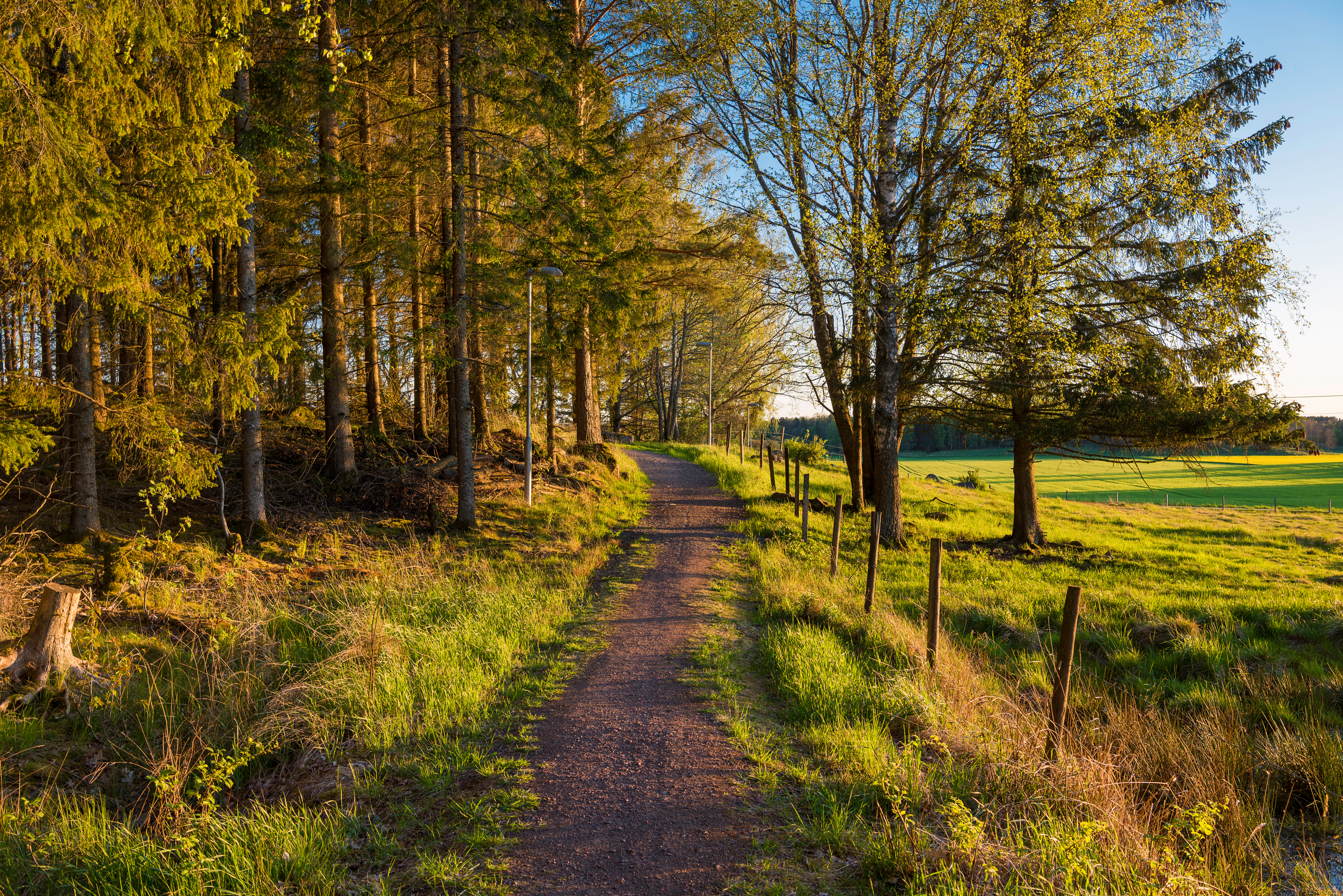 Gylden efterårsskov med natursti og lysegrønne marker i Sverige