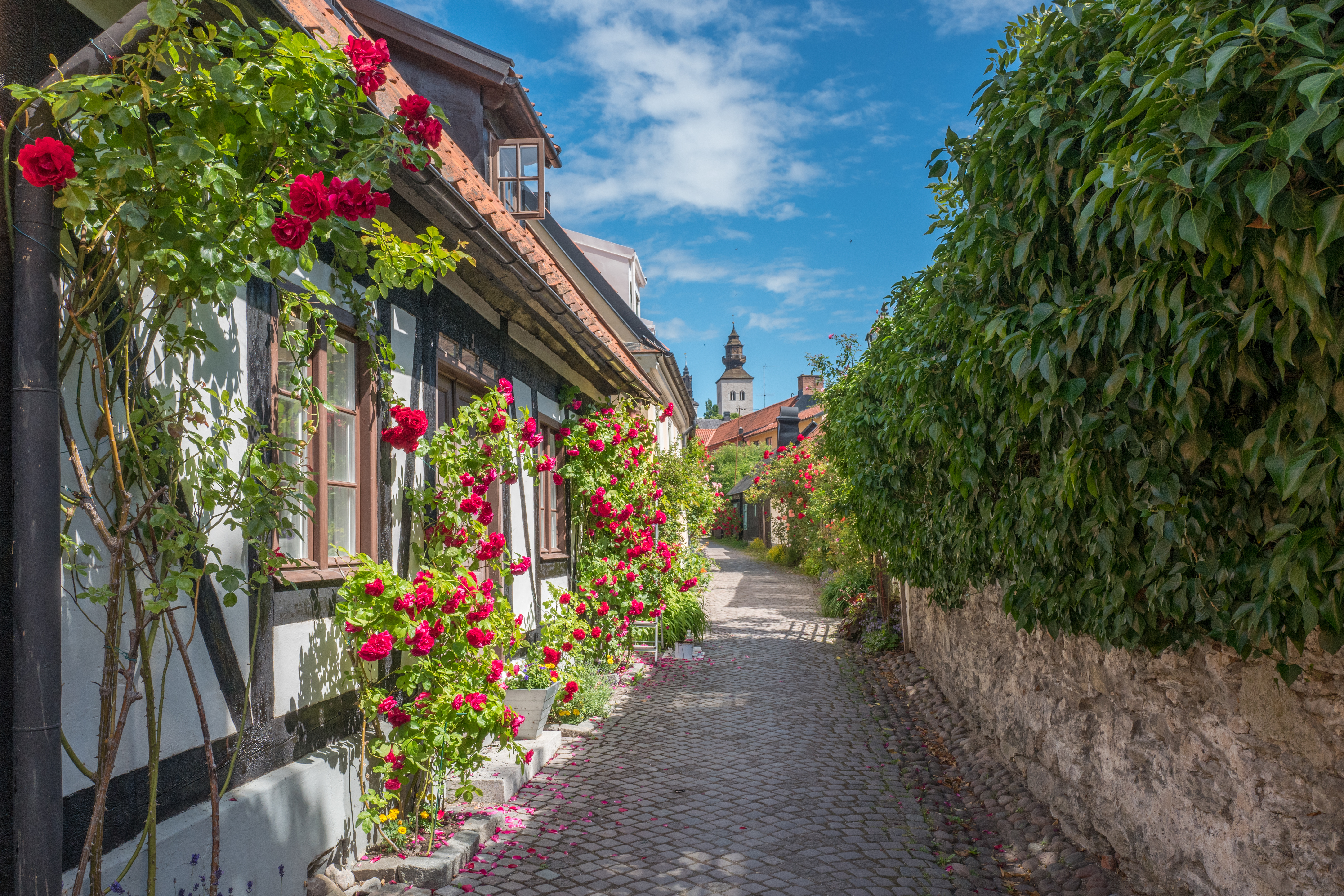 Malerisk middelalderlig gade med blomstrende roser og traditionelle huse i den historiske hanseby Visby på Gotland, en af Skandinaviens bedst bevarede middelalderbyer