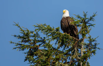 Imponerende havørn på nåletræ til fuglekiggerioplevelse i Amerika