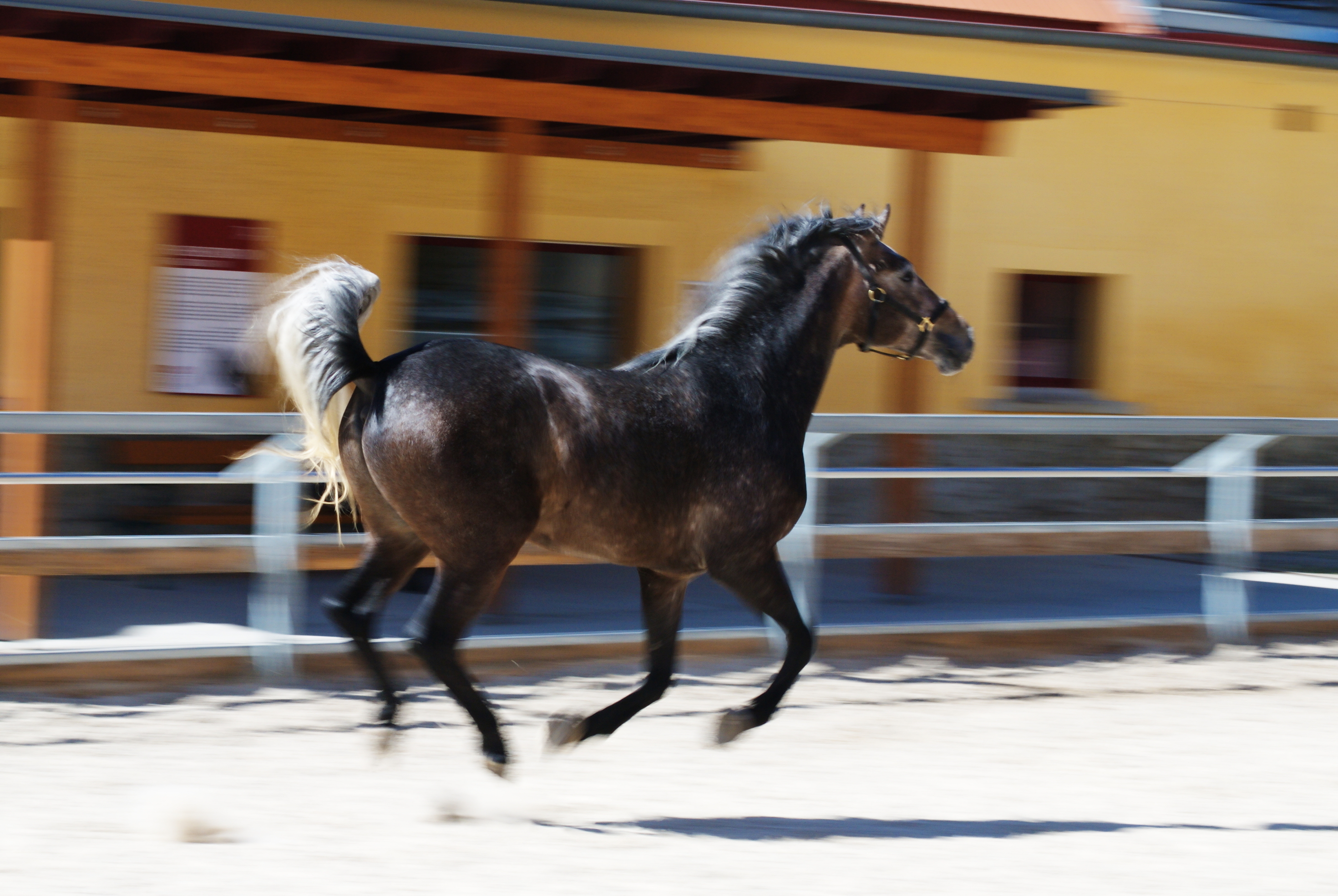 Vild østrigsk hest i fuld galop ved gård med gule mure