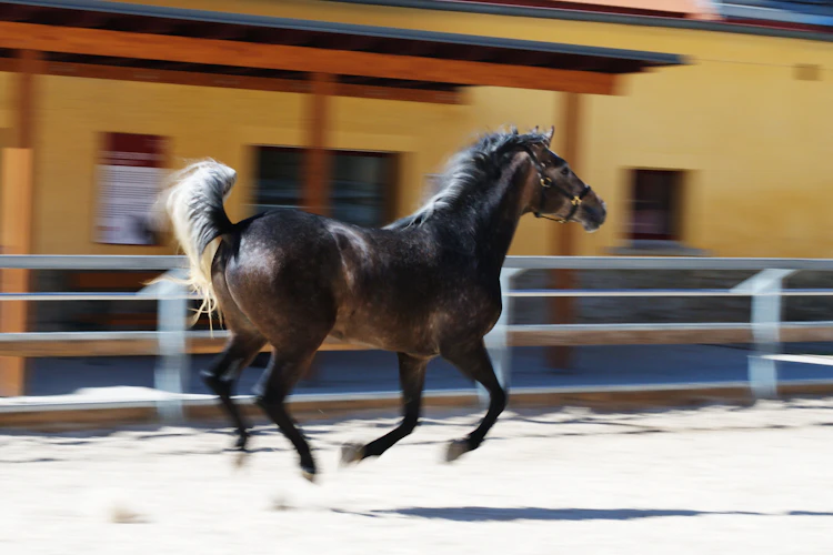 Vild østrigsk hest i fuld galop ved gård med gule mure