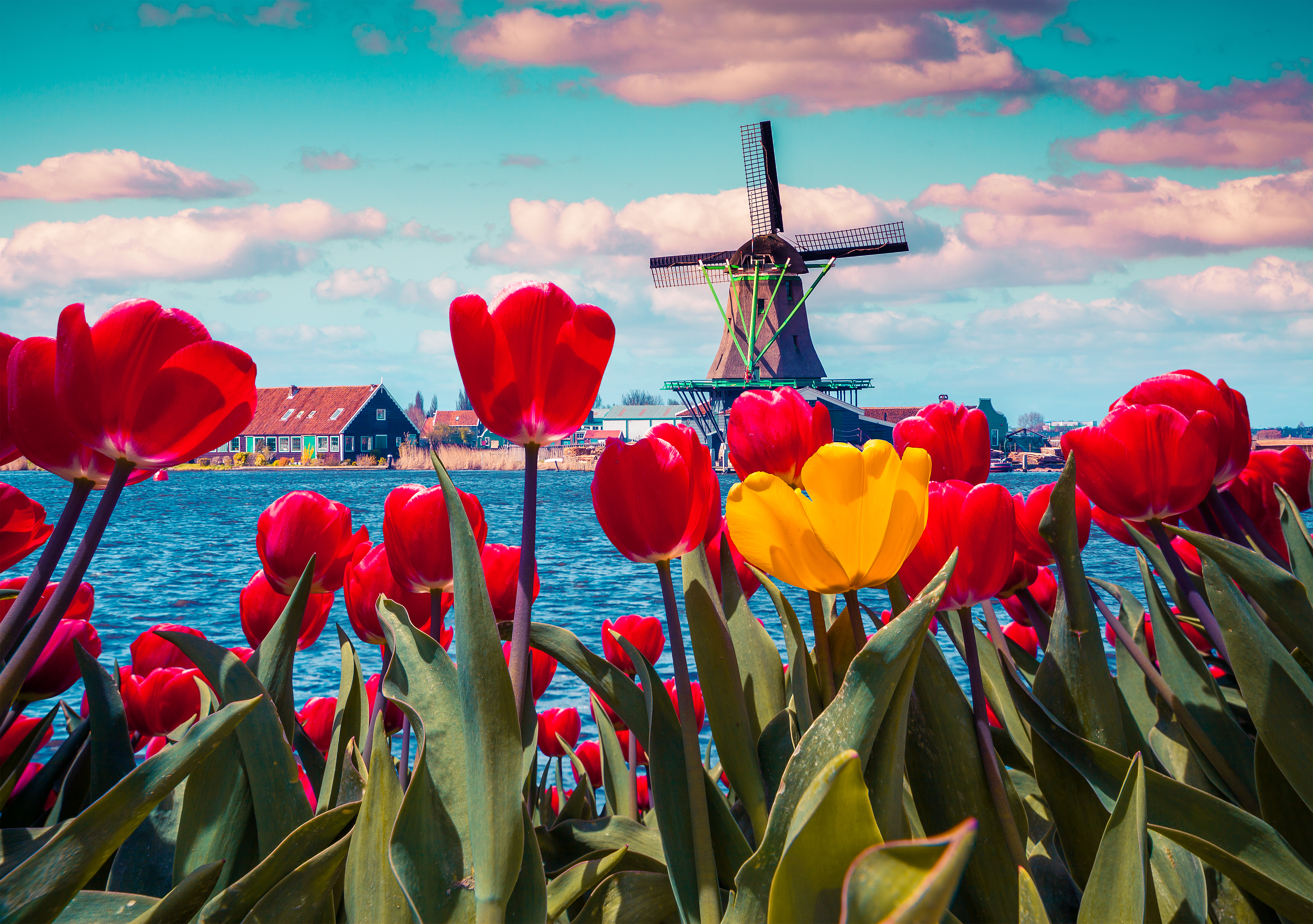Traditionel hollandsk vindmølle omgivet af blomstrende tulipaner ved kanalen