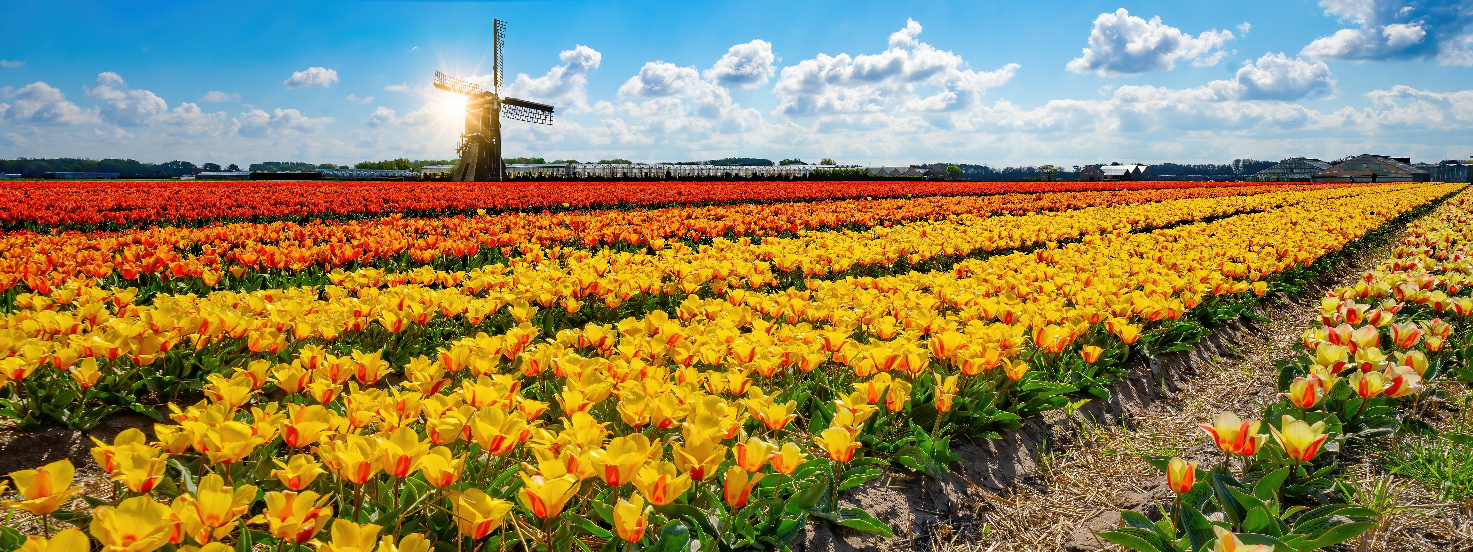 Smukke rækker af tulipaner med ikonisk hollandsk vindmølle i det nederlandske landskab