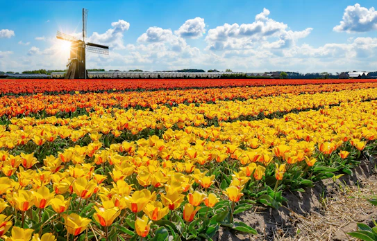 Smukke rækker af tulipaner med ikonisk hollandsk vindmølle i det nederlandske landskab