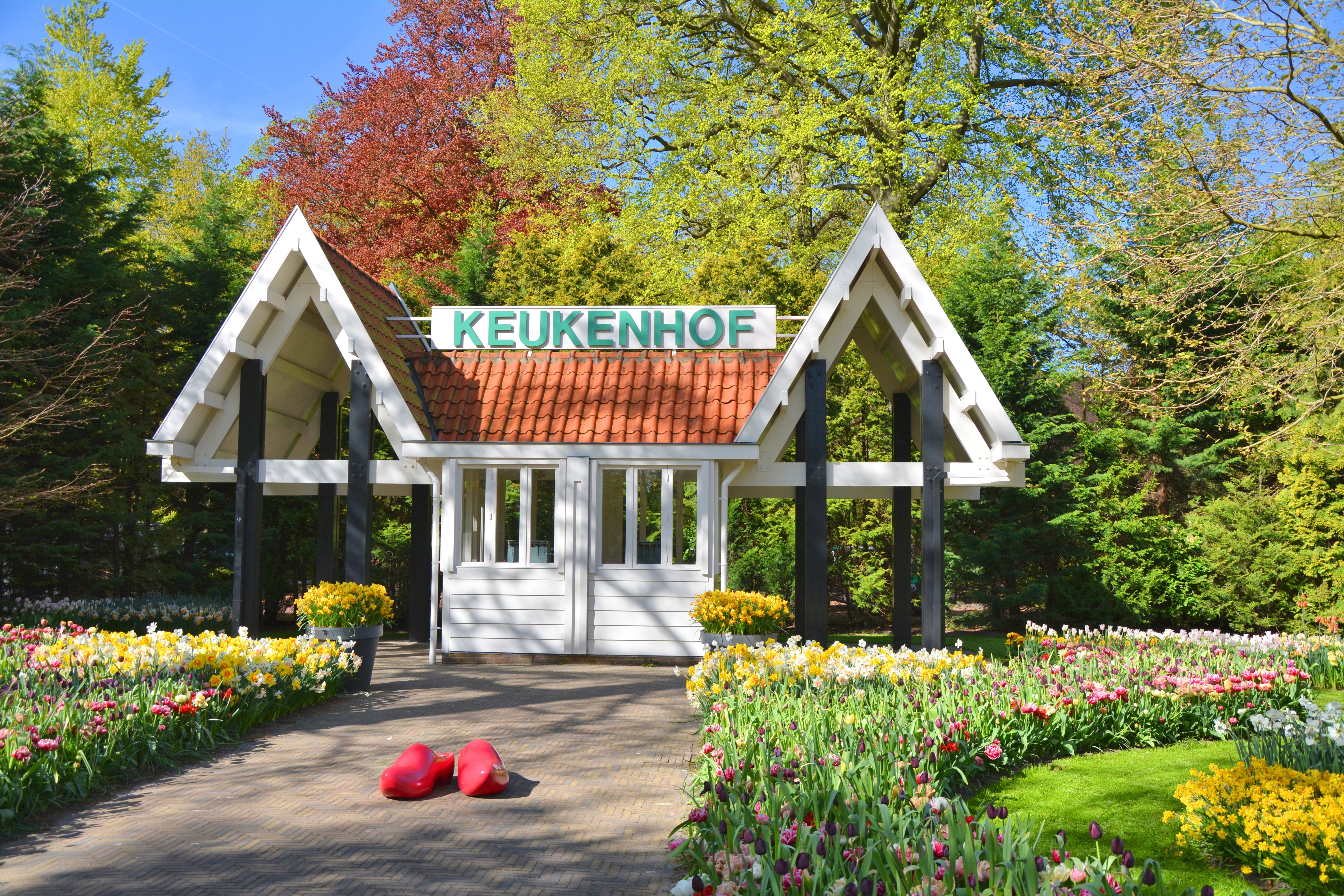 Praegtig foraarshave i Keukenhof Holland med blomstrende tulipaner og traditionel hollandsk arkitektur