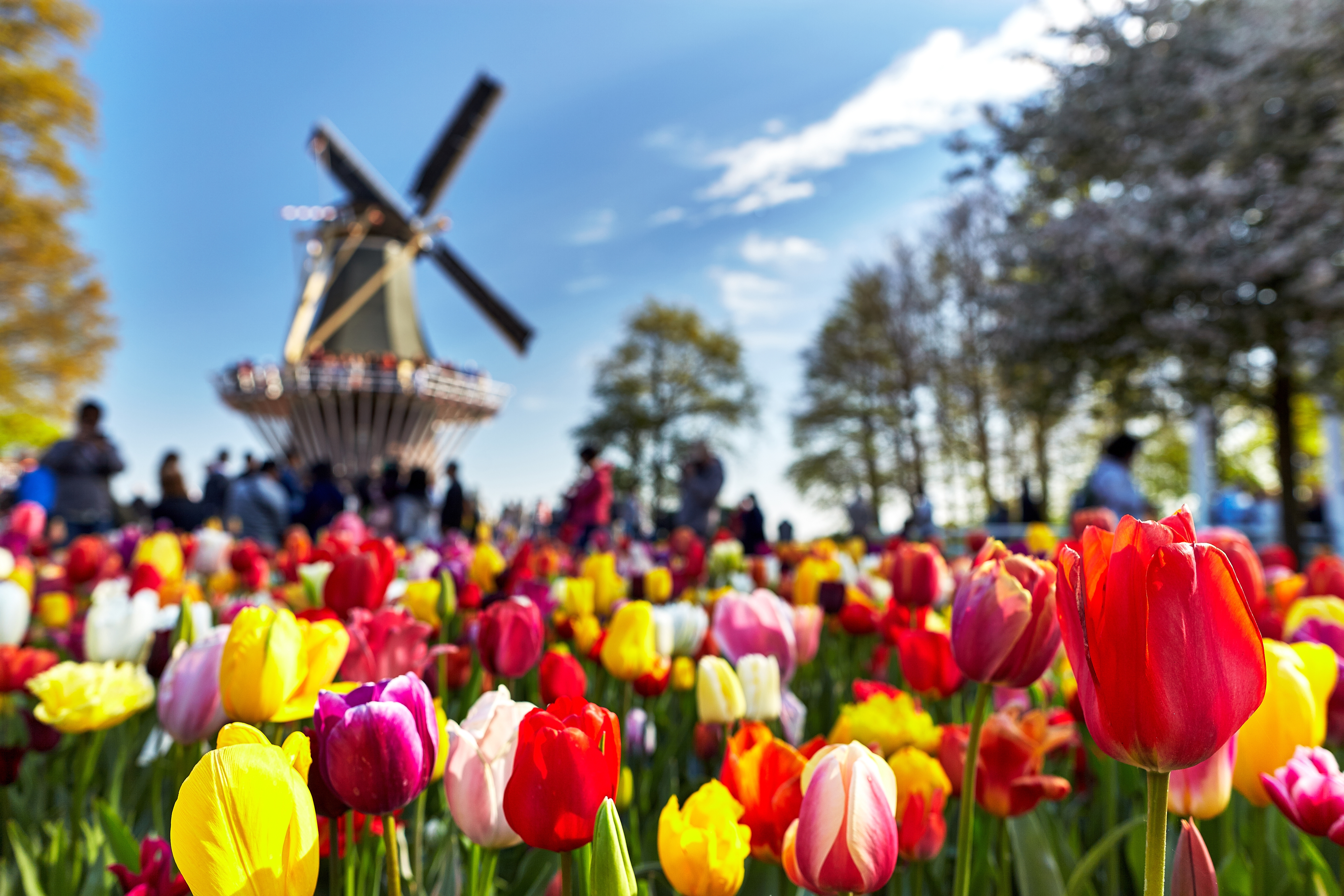 Spektakulære tulipanbede i fuldt flor med historisk vindmølle i Keukenhof-parken, Hollands smukkeste forårsattraktion