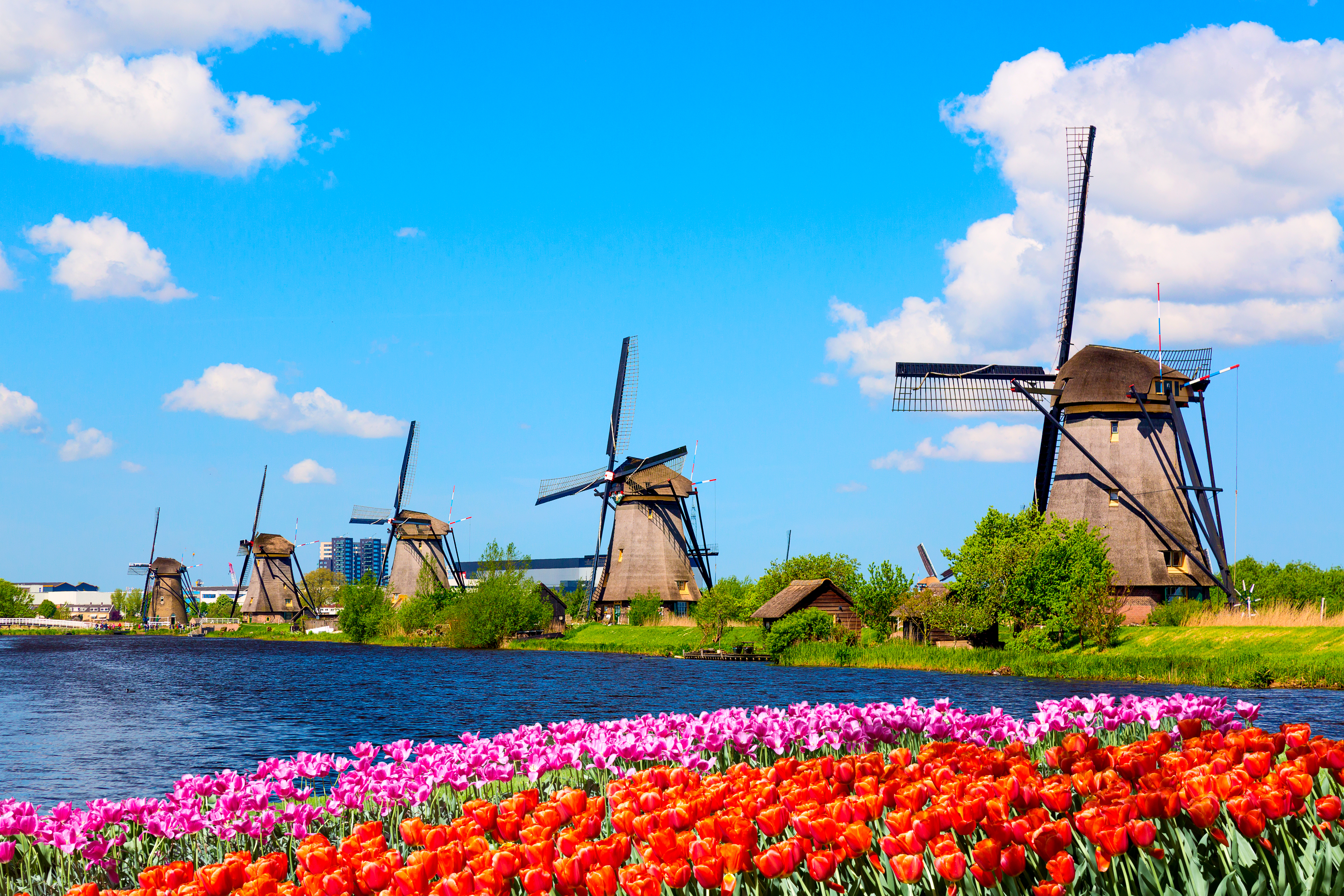 Betagende udsigt over de berømte vindmøller ved kanalen i Kinderdijk med farverige tulipanblomster i forgrunden, en klassisk hollandsk seværdighed