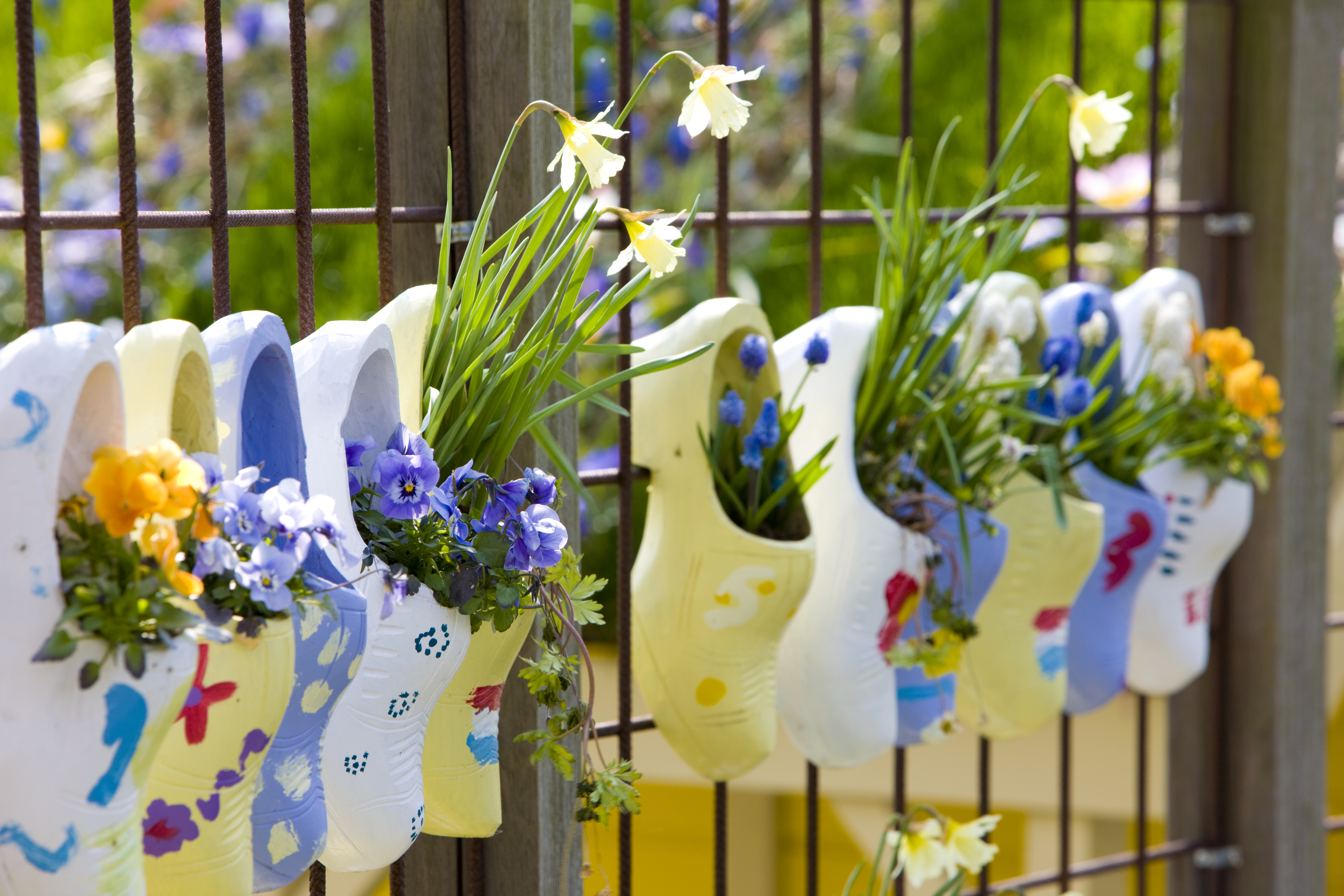 Typiske hollandske træsko fyldt med farverige forårsbomster hængt op på et hegn ved Keukenhof Gardens i Lisse, Holland