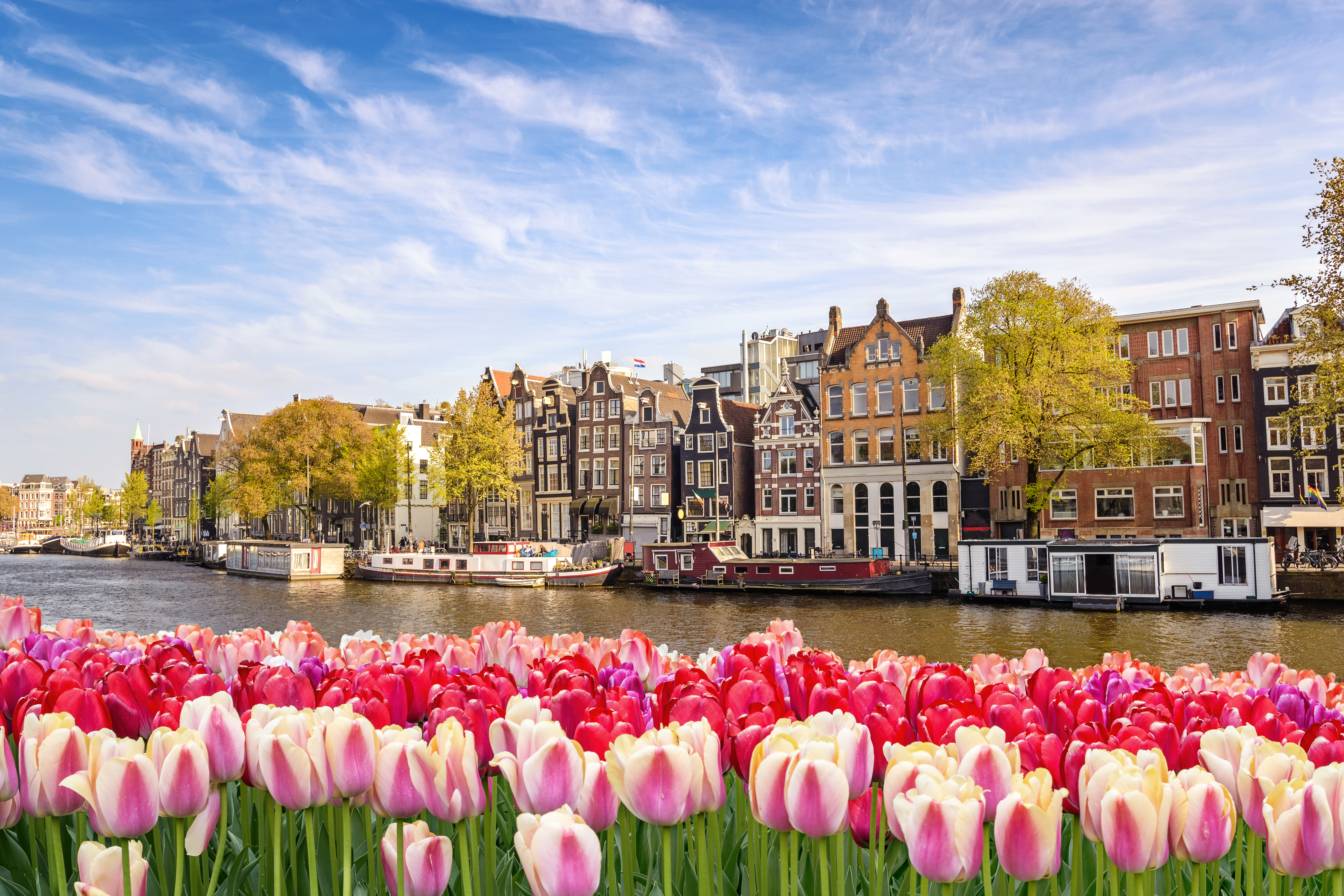 Tulipansæson i Amsterdam med rosa og hvide tulipaner langs historisk kanal med husbåde