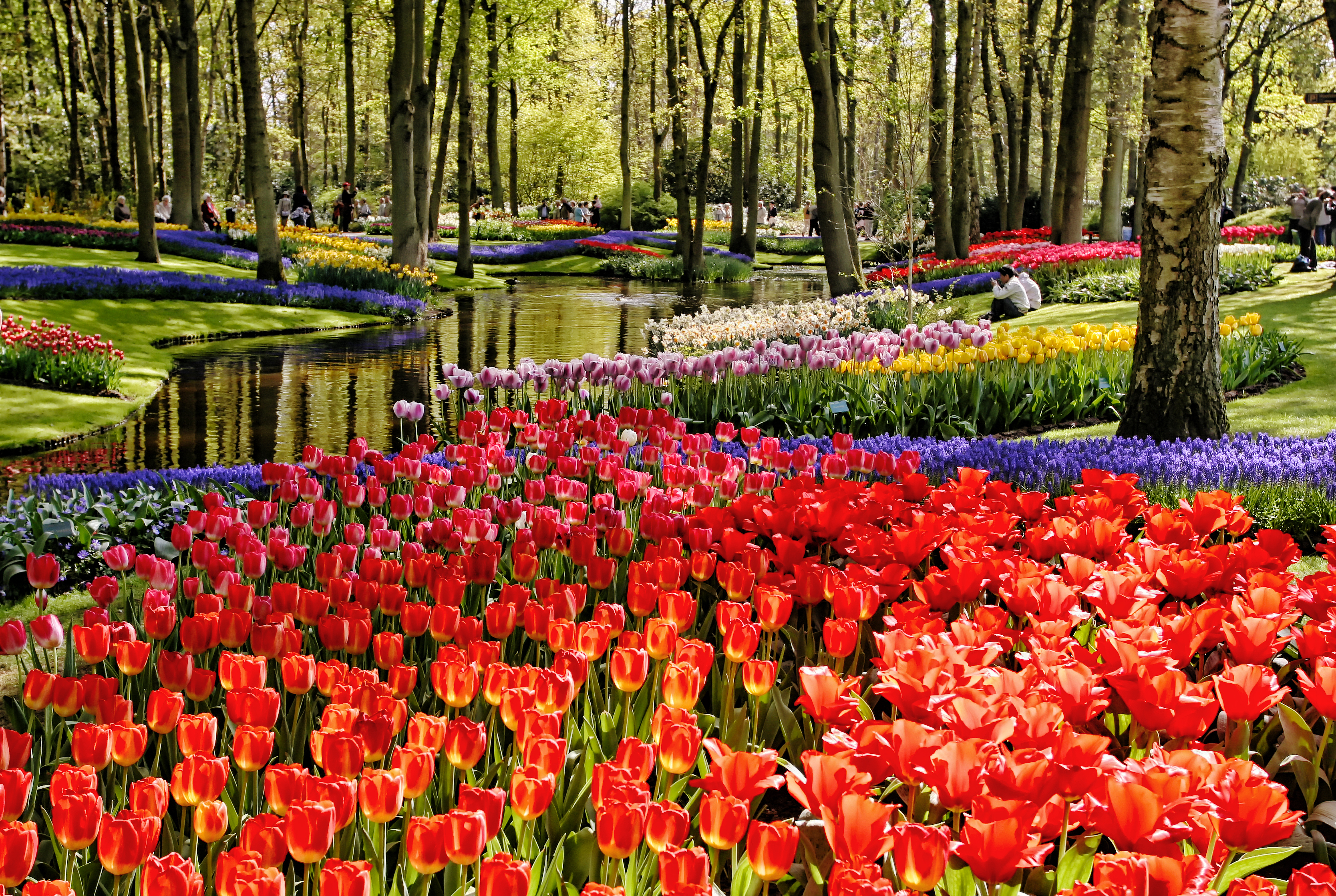 Malerisk udsigt over røde og lyserøde tulipaner i fuld blomst i den verdensberømte Keukenhof-have i Holland med vandelement og grønne træer