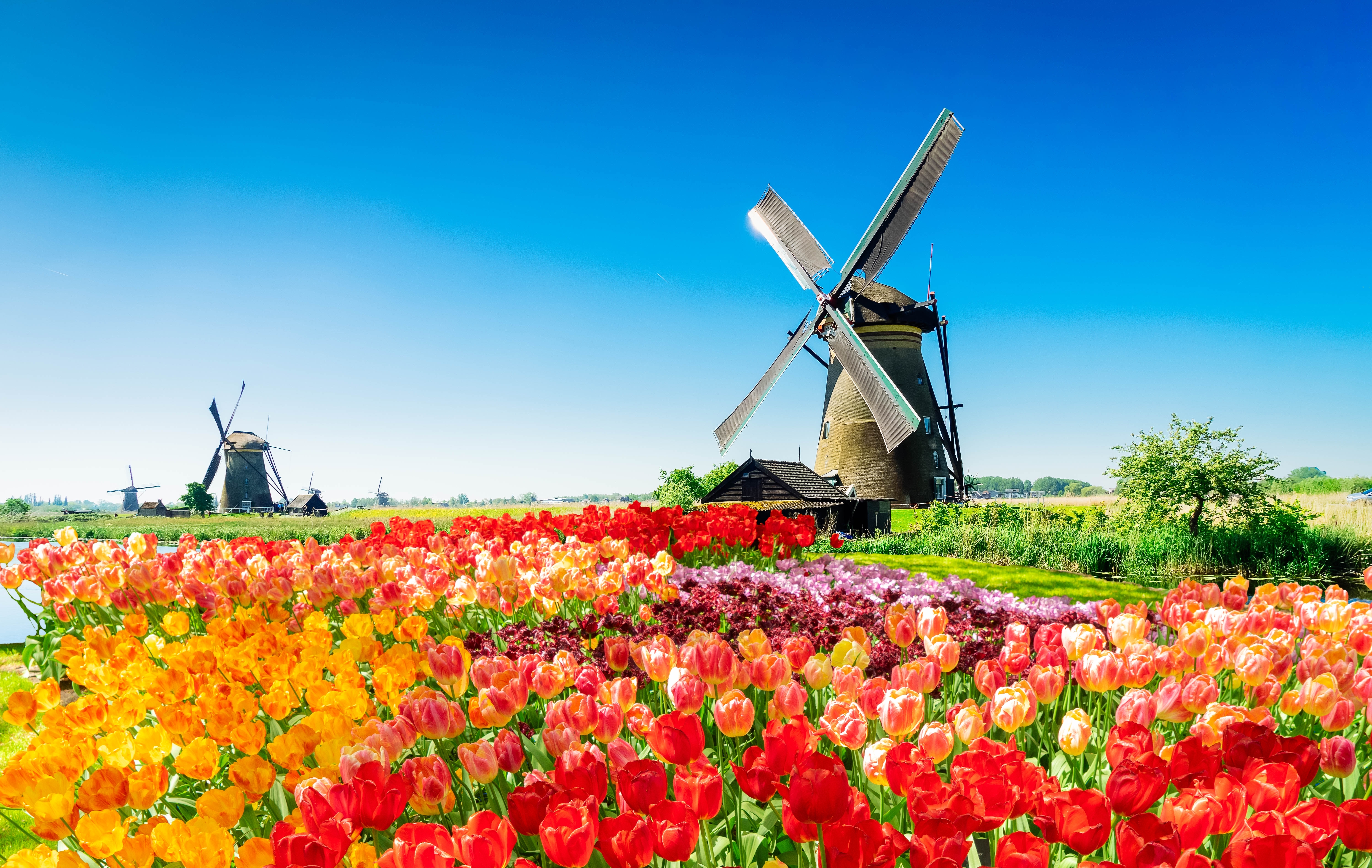 Betagende landskab med traditionelle hollandske vindmøller ved Kinderdijk og blomstrende tulipanmarker i røde og orange nuancer under en skyfri himmel