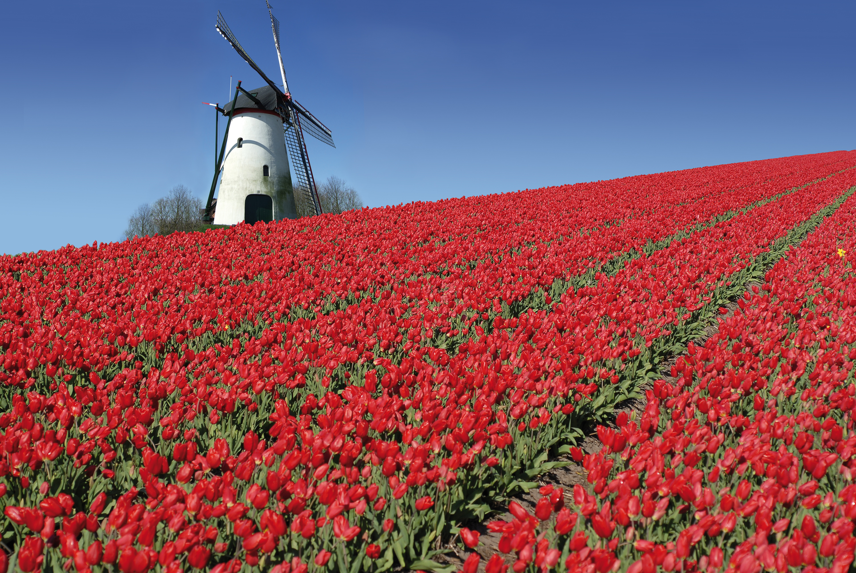 Farvestrålende mark med røde tulipaner og en traditionel vindmølle i Holland – perfekt forårsdestination i Nederlandene