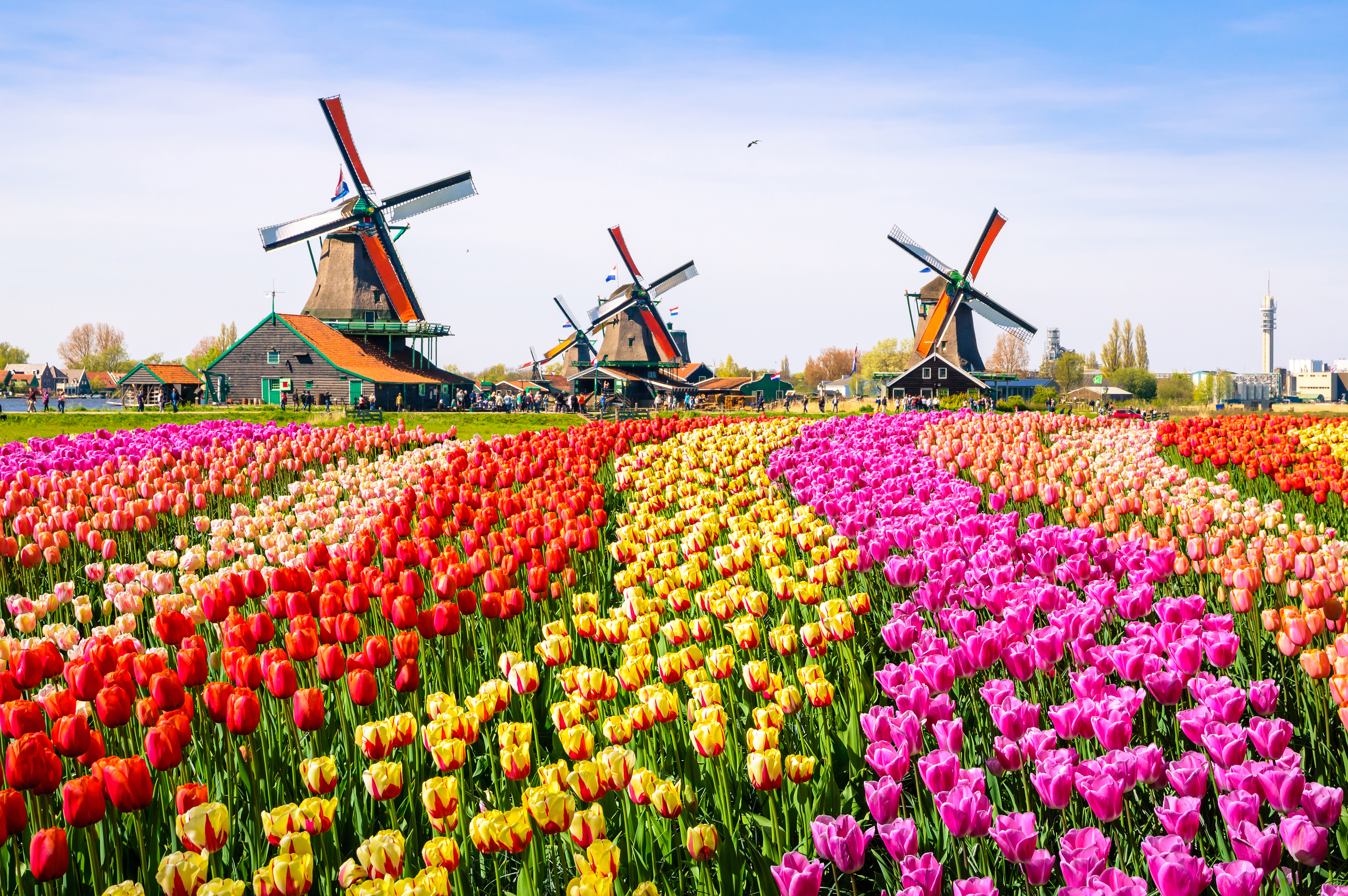 Idyllisk hollandsk landskab med farvestrålende tulipanmarker og historiske vindmøller i Zaanse Schans