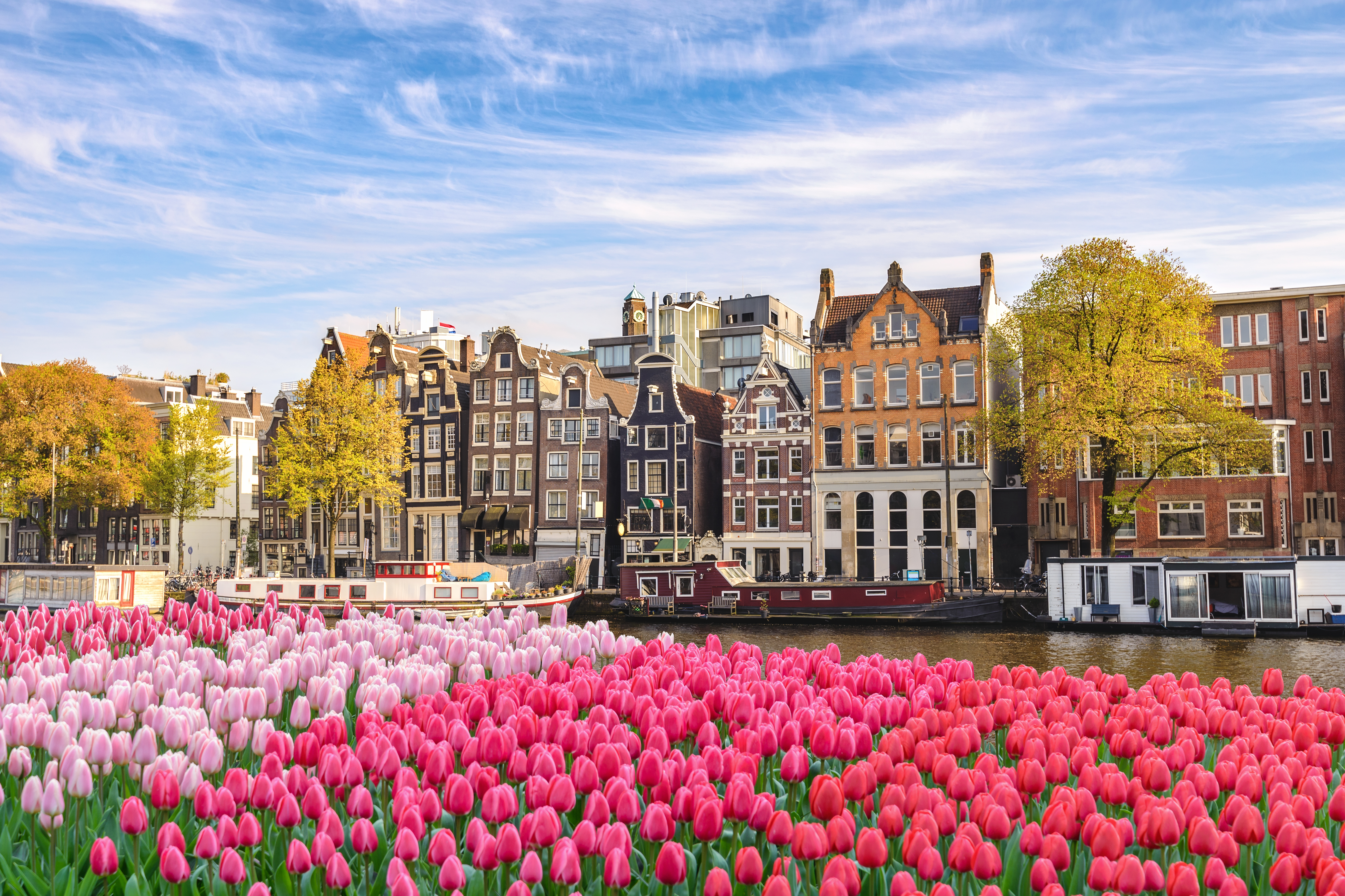 Tulipanmarked langs Amsterdam vandkanal med historiske hollandske huse og forårsblomster i fuld blomst