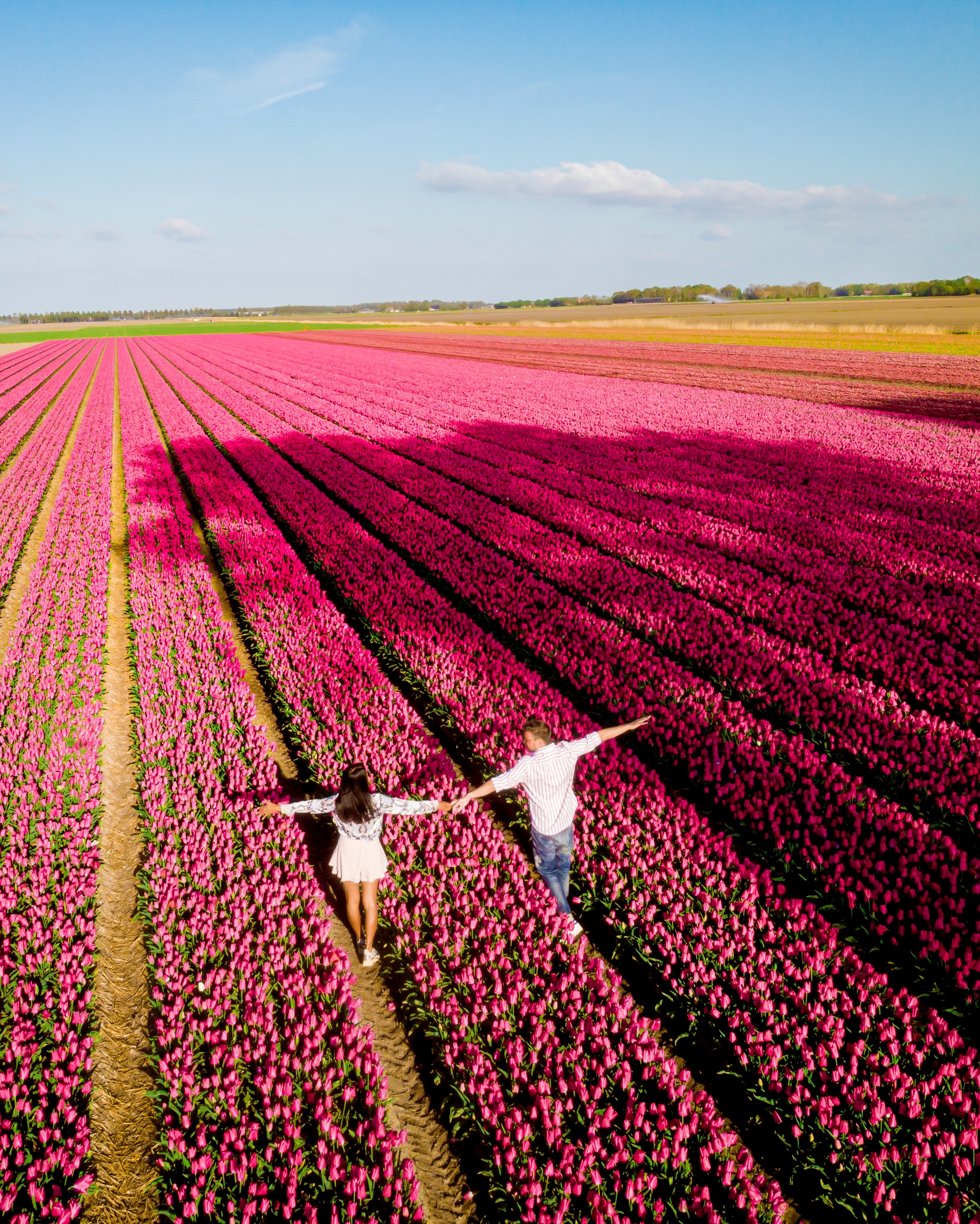Romantisk par gaar haand i haand gennem kilometerlange raekker af pink tulipaner i Holland om foraaret