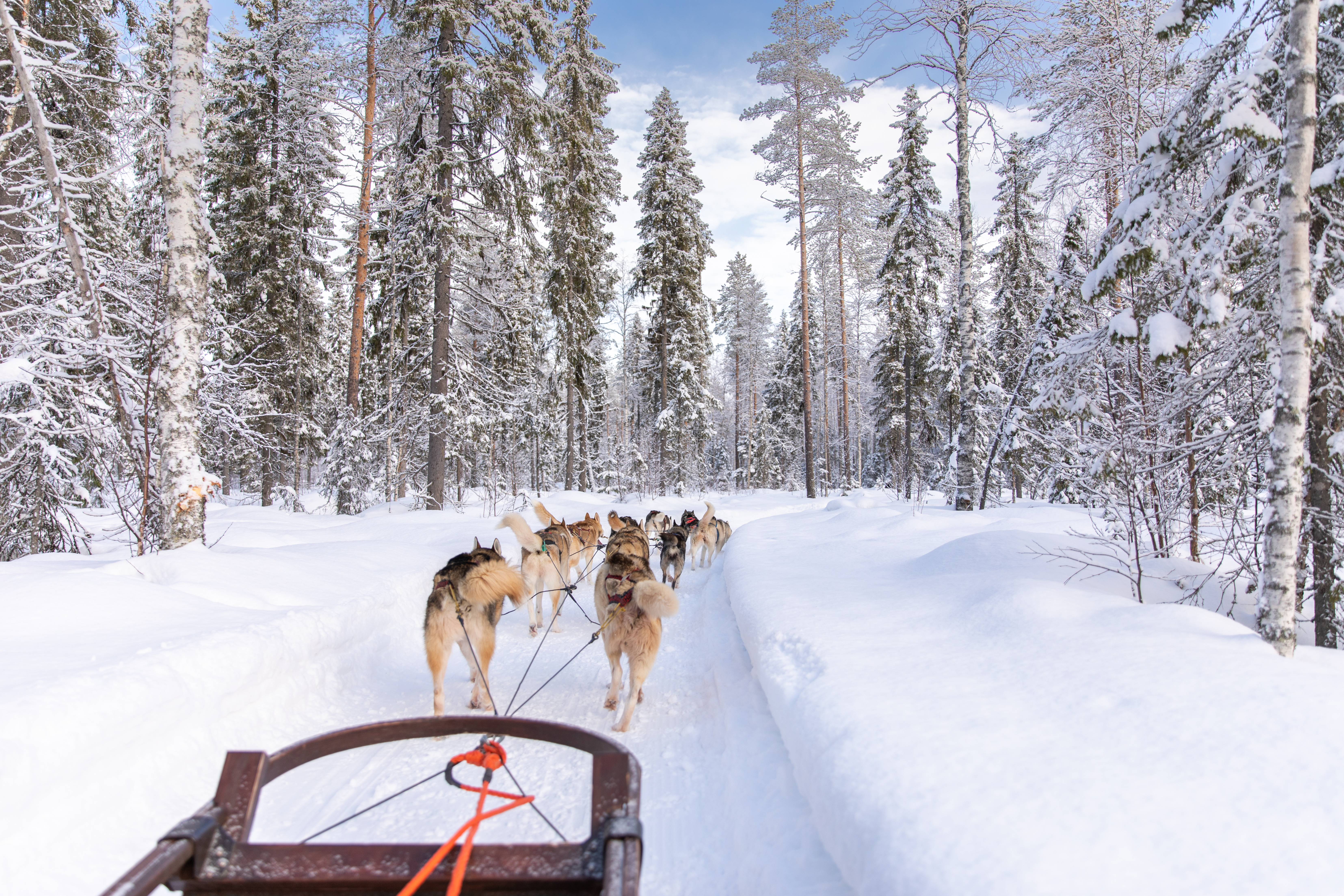Spændte siberian huskies trækker slæde gennem sneen i Rovaniemi - en uforglemmelig vinteroplevelse i det finske Lapland