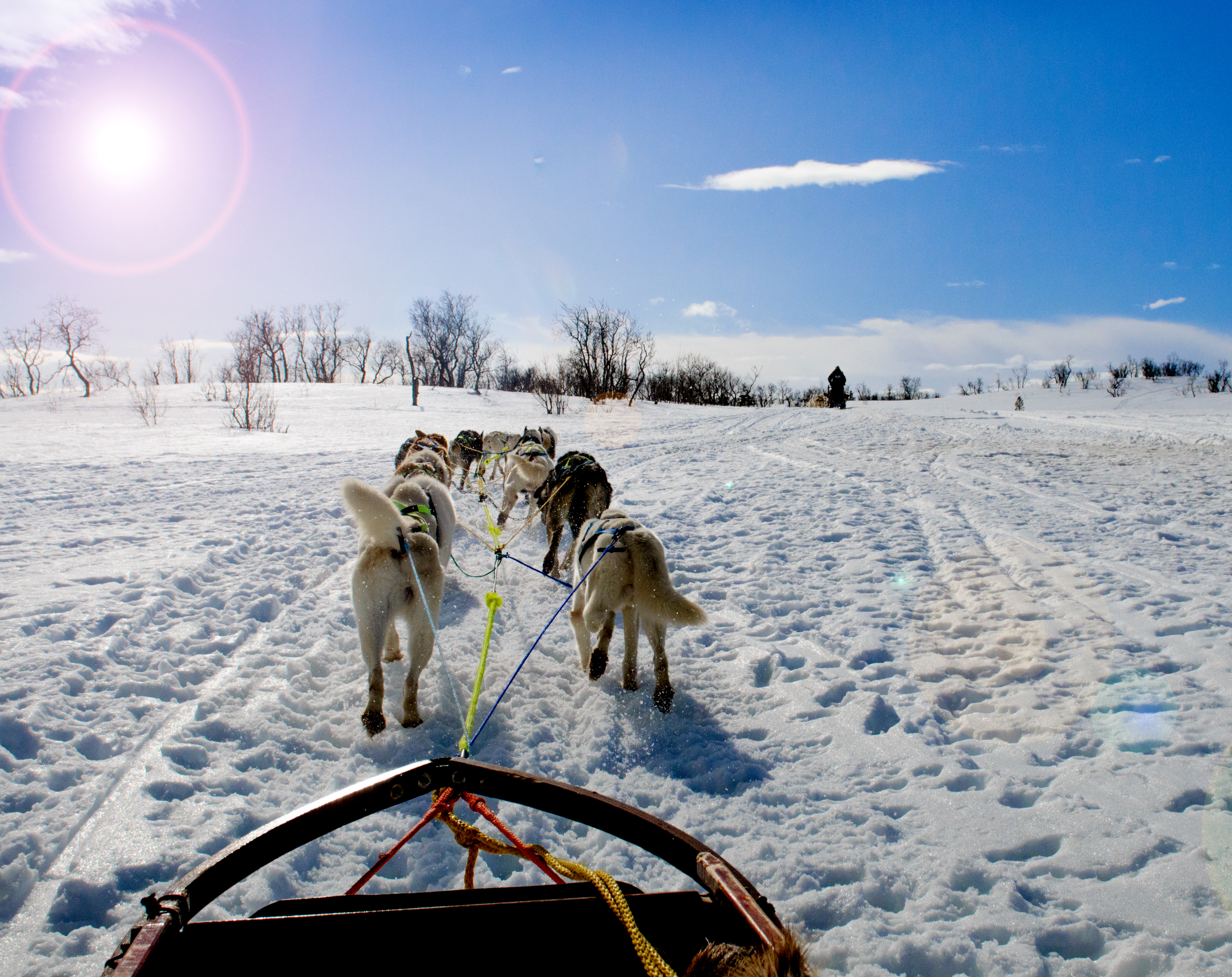 Huskies slædekørsel gennem snedækket skandinavisk landskab