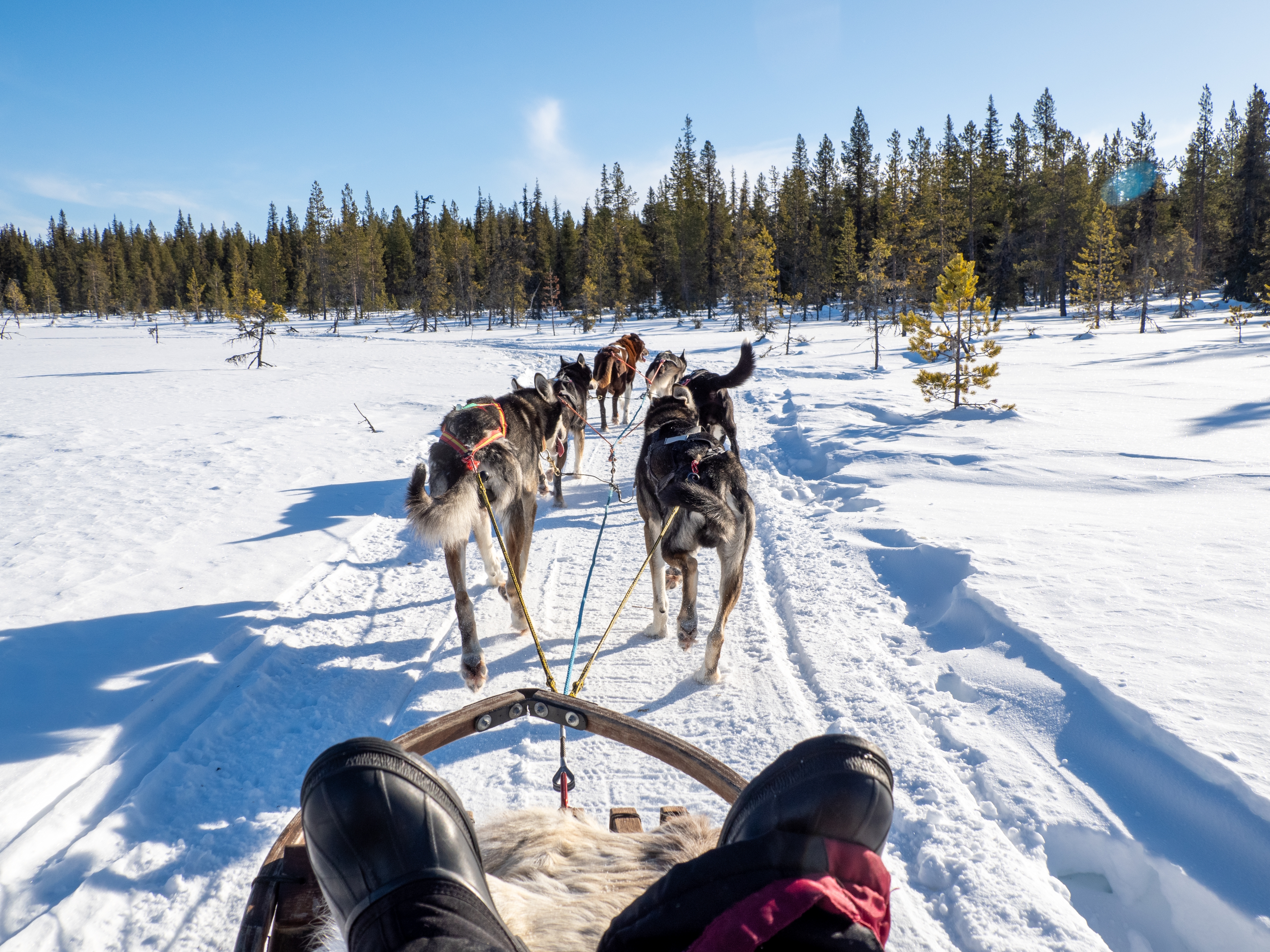 Hundeslæde med huskyhunde i det snedækkede landskab nær Kiruna i Svensk Lapland – perfekt til eventyrrejser i det arktiske Skandinavien