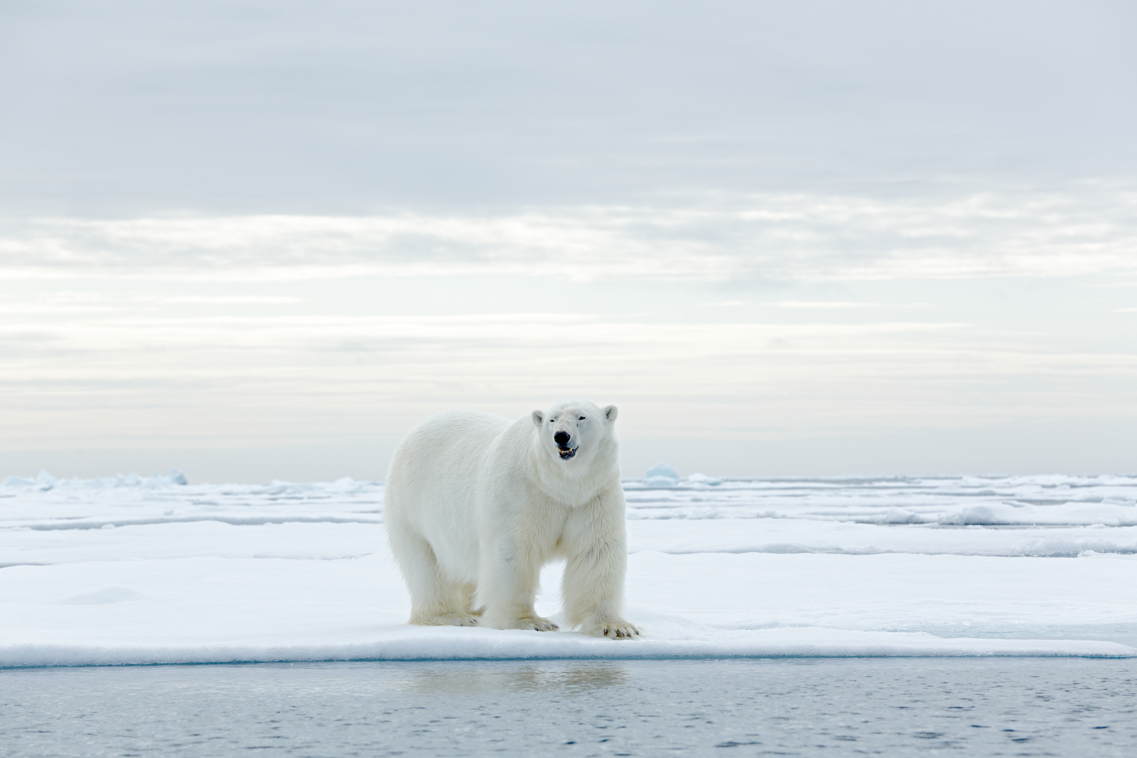 Hvid isbjørn i det arktiske landskab på Spitsbergen safari