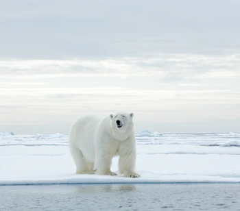 Hvid isbjørn i det arktiske landskab på Spitsbergen safari