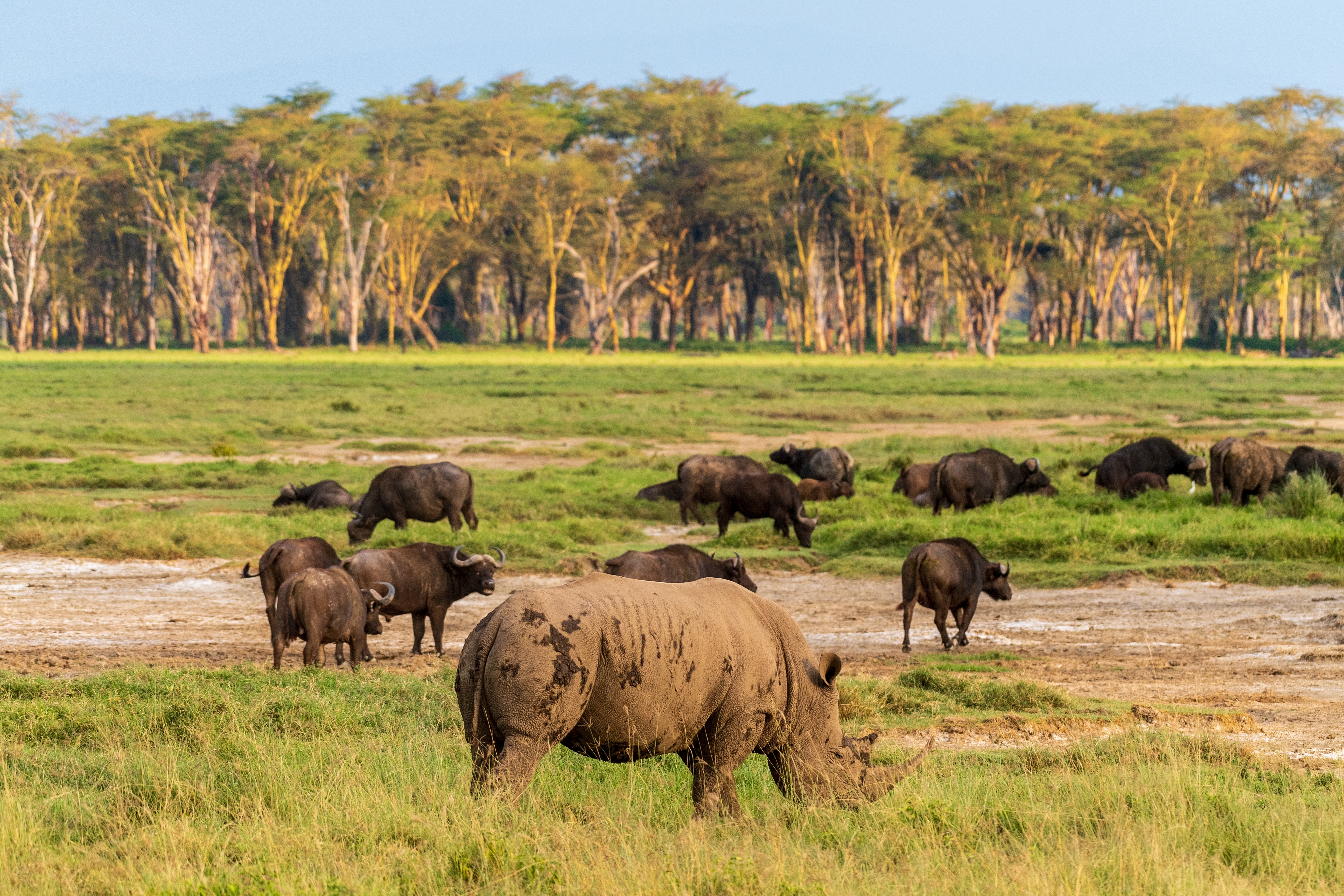 Et hvidt næsehorn og en flok afrikanske bøfler græsser fredeligt ved Lake Nakuru National Park i Kenya på en klassisk østafrikansk safari