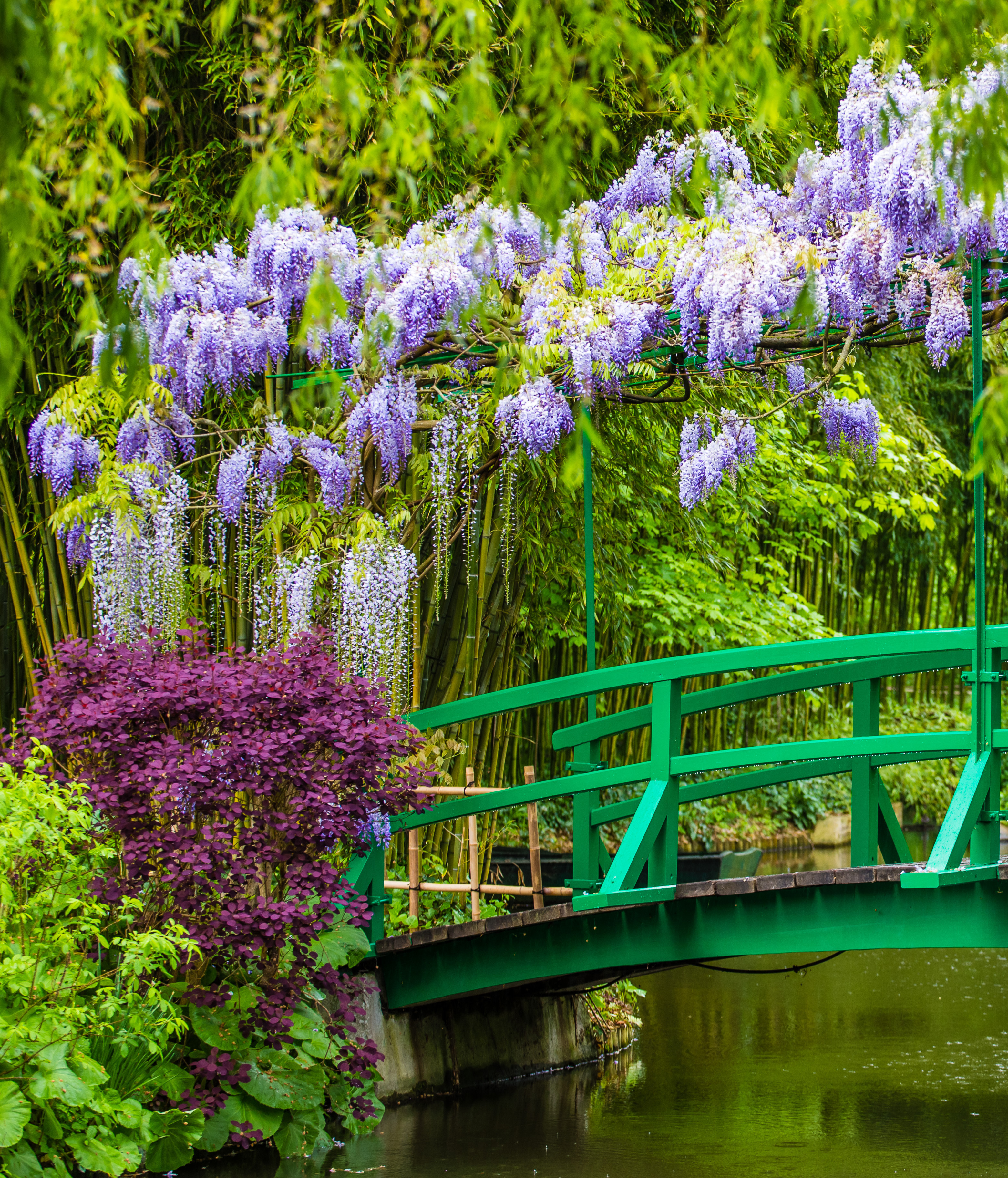 Romantisk havescene med blomstrende wisteria og grøn træbro
