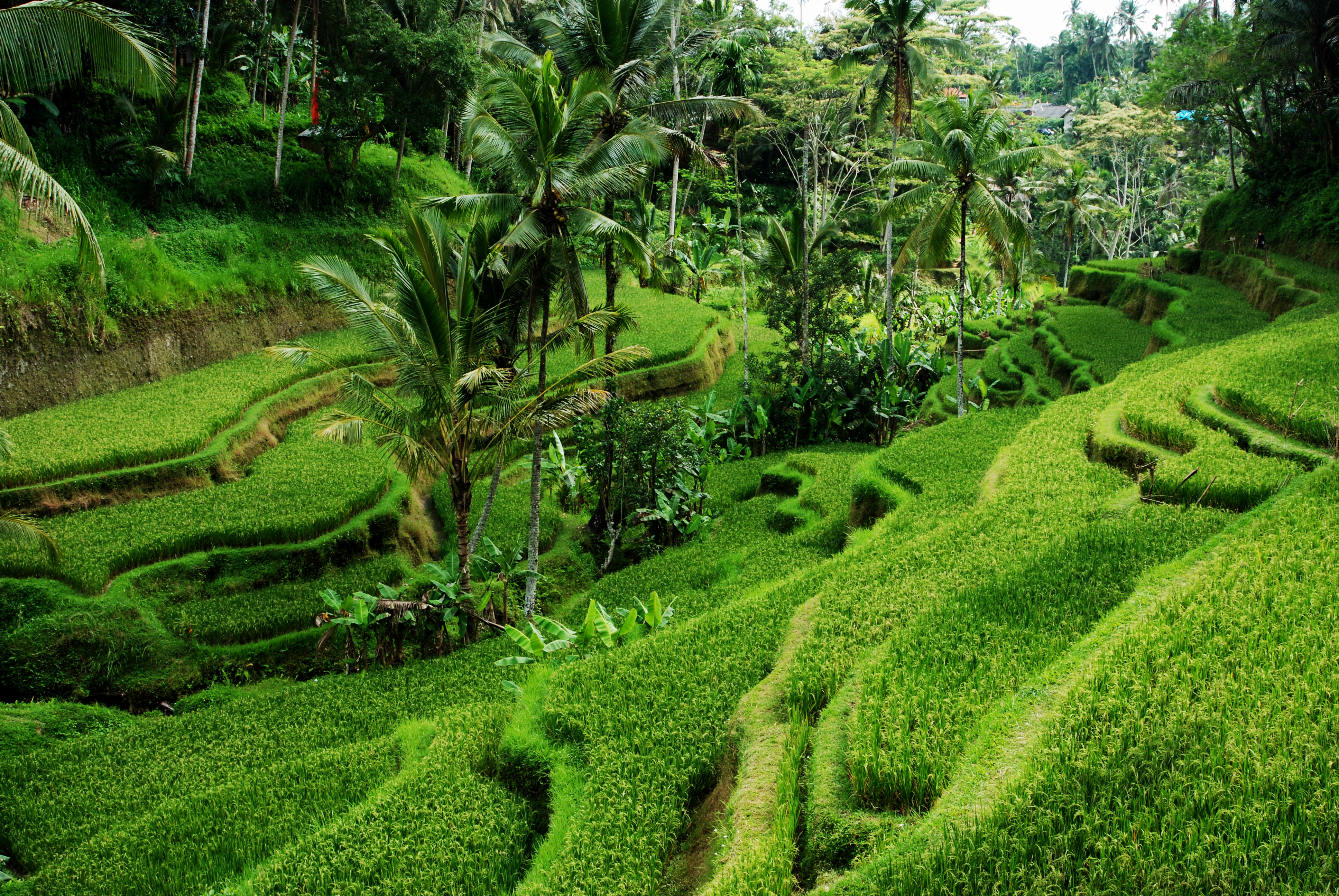 Idylliske grønne risterrasser med eksotiske palmer i Ubud Bali Indonesien
