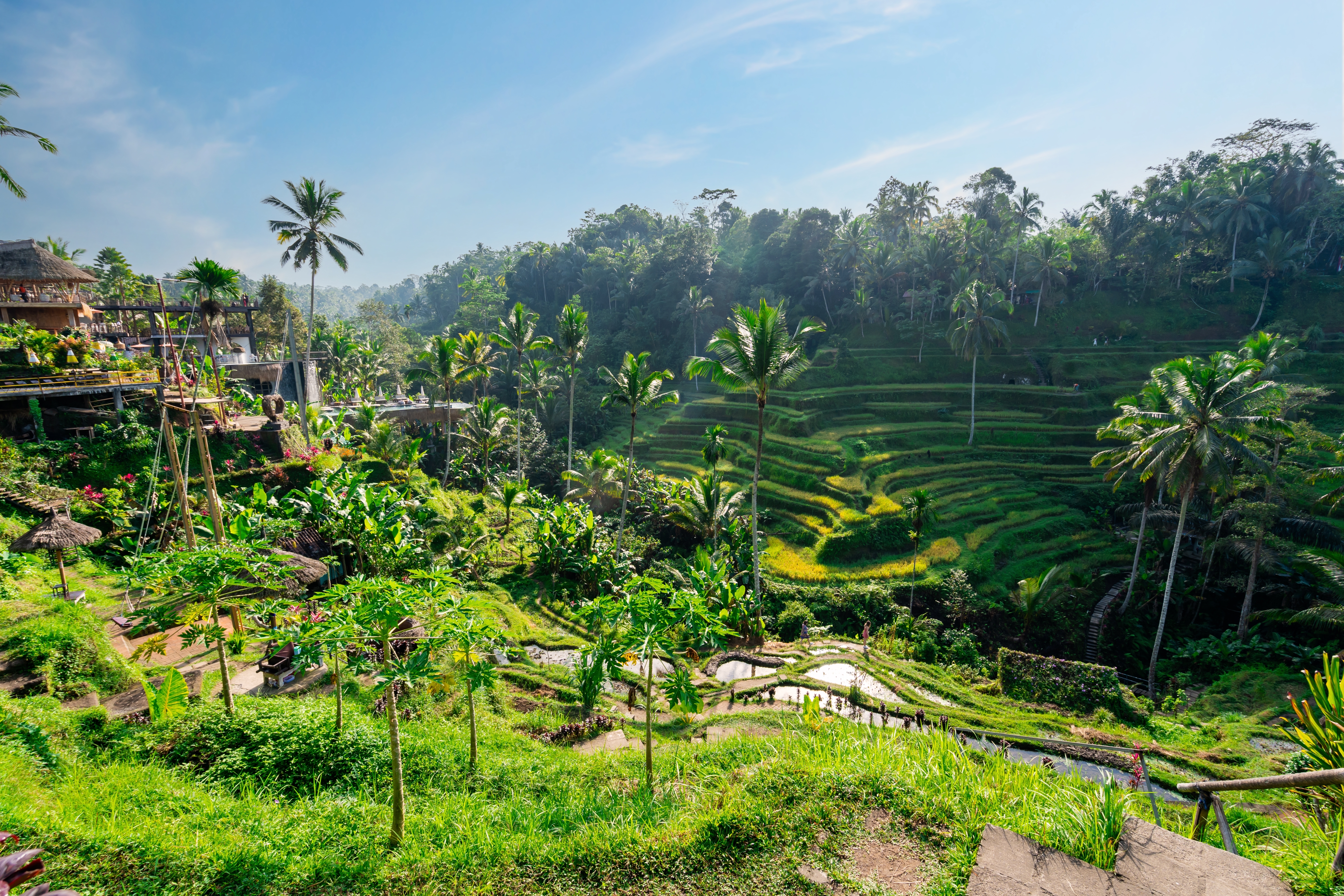 Indonesiske risterrasser i Ubud Bali med frodig grøn natur og traditionelt landbrug