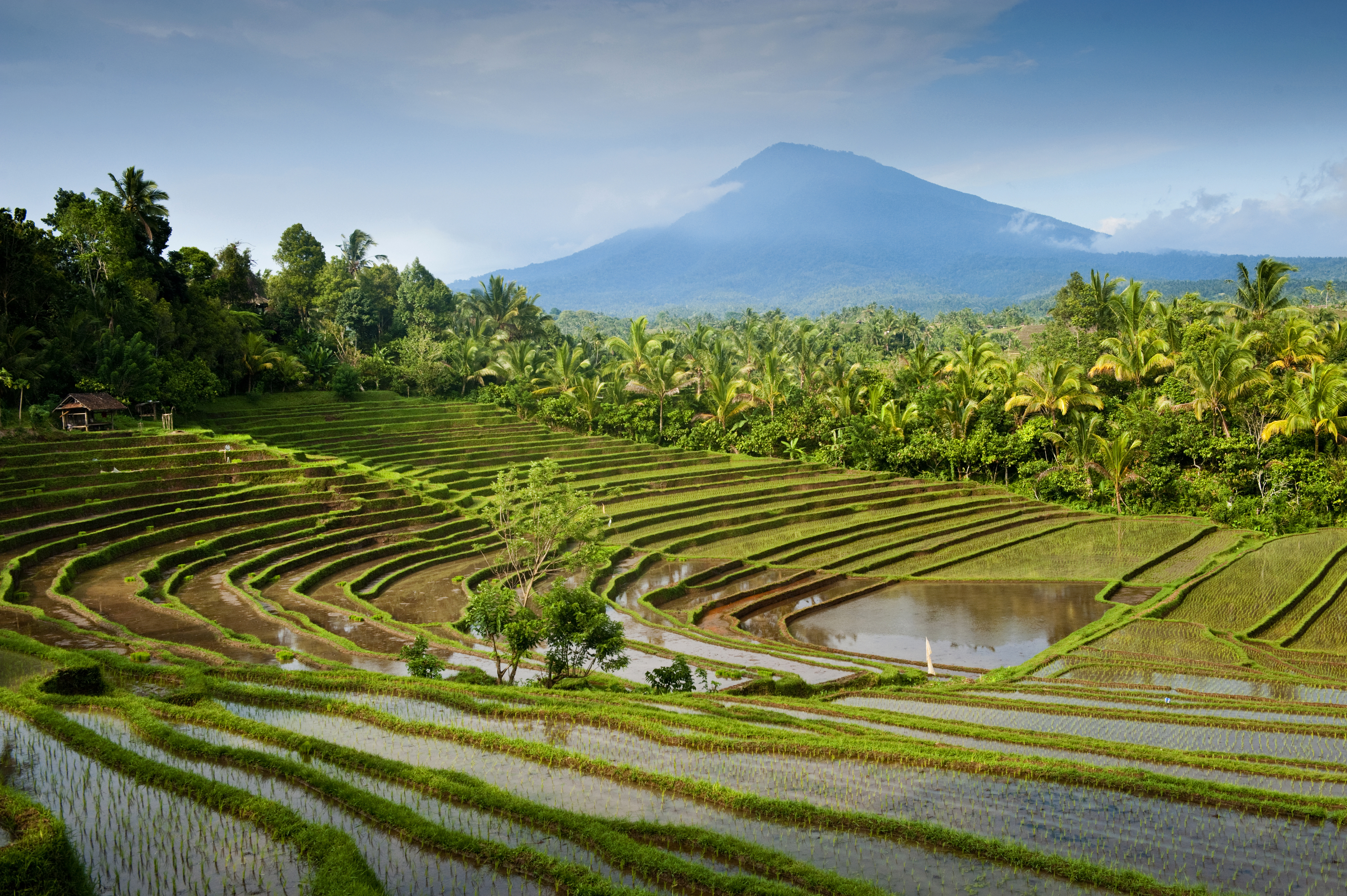 Idylliske rizterrasser på Bali omgivet af tropisk vegetation og bjerge