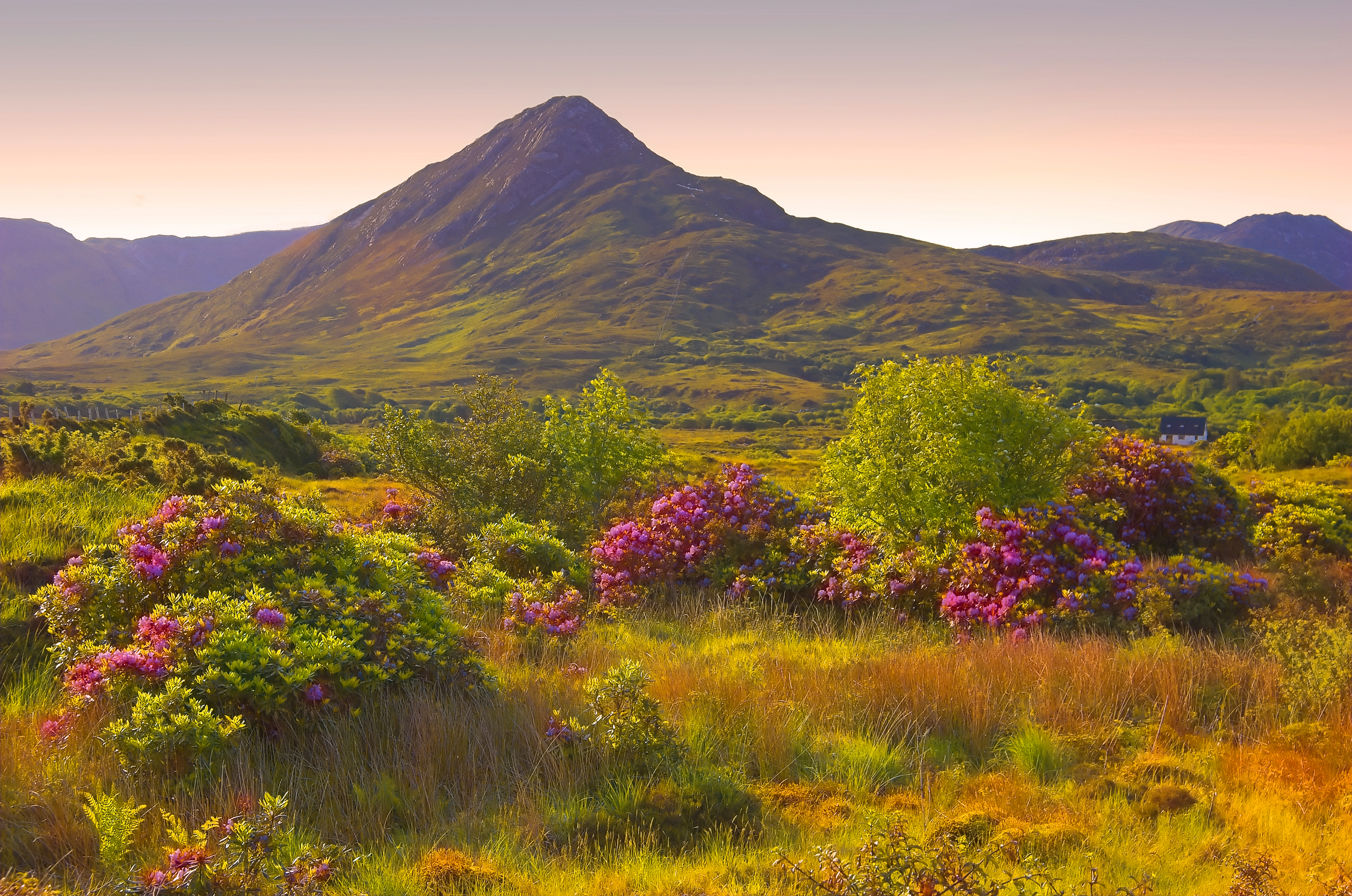 Vild irsk natur i Connemara med lilla rhododendronbuske og gyldne enge foran et spidst bjerg under en pastelfarvet solopgangshimmel i County Galway