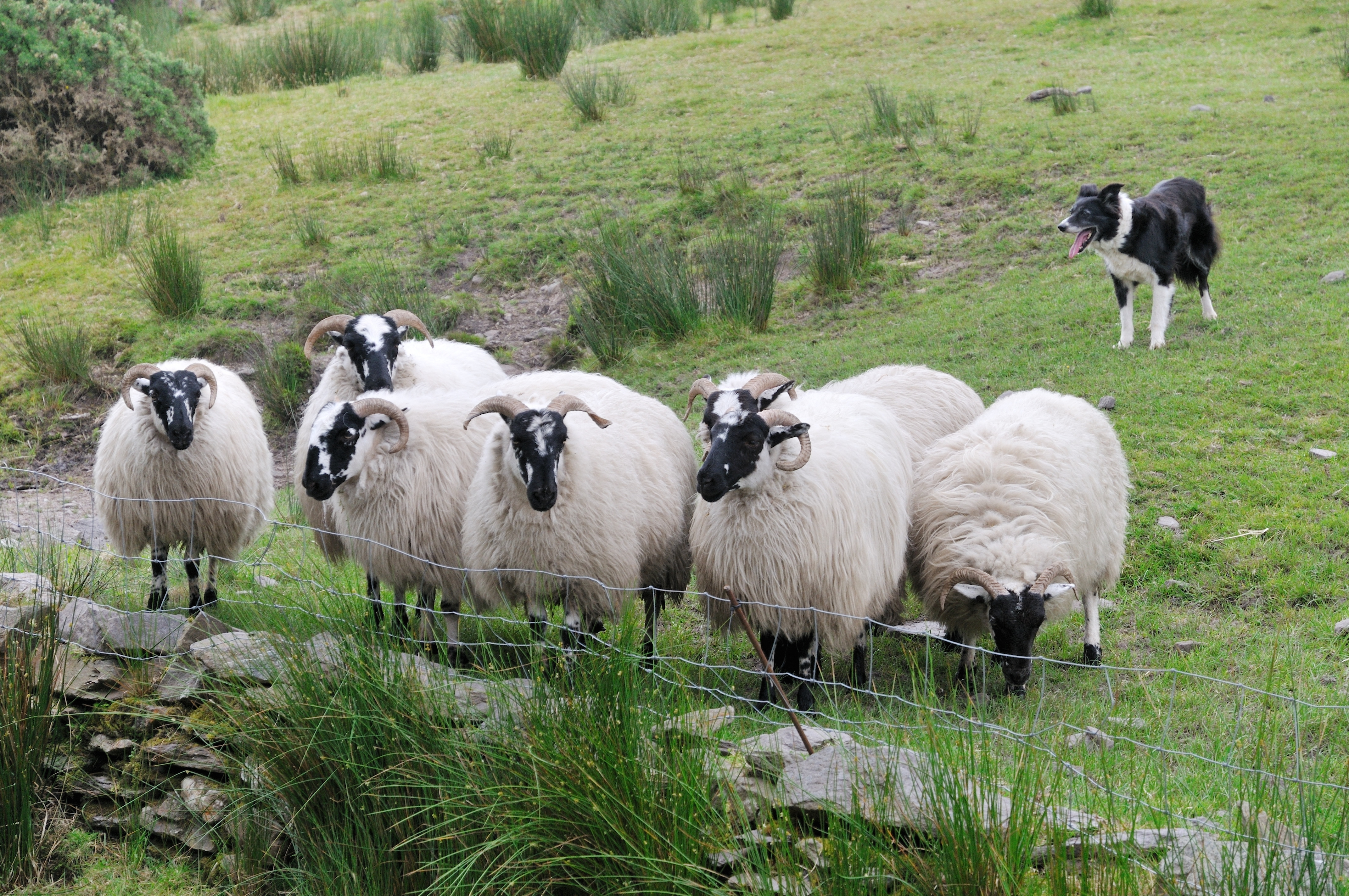 Charmerende landbrugsscene fra Irland med får på græsning, hyrdehund og frodige grønne marker der viser landets pastorale traditioner