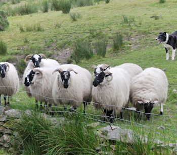 Charmerende landbrugsscene fra Irland med får på græsning, hyrdehund og frodige grønne marker der viser landets pastorale traditioner