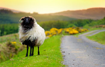 Nærbillede af et irsk får med sorte horn og hvid uld stående på en grøn vejkant i det irske landskab ved solnedgang med gule buske i baggrunden