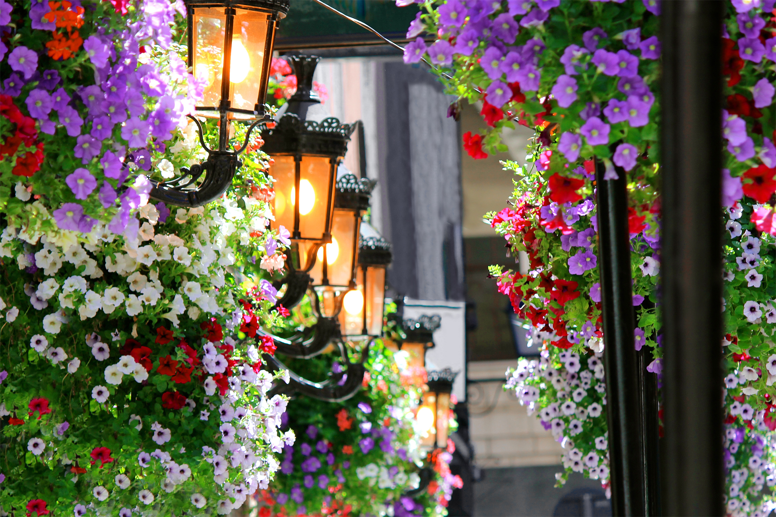 Romantisk irsk bygade med blomsterpynt og traditionel gadebelysning om aftenen