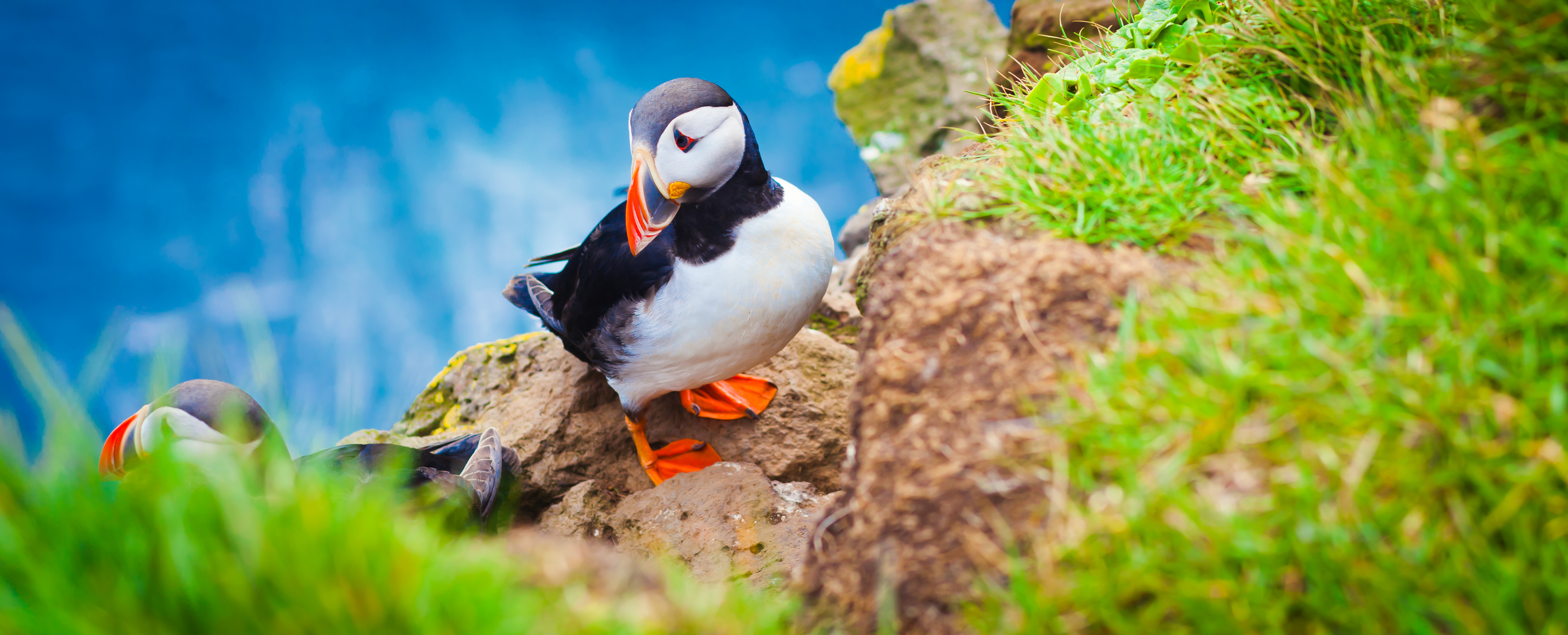 Flot lunde med farvestrålende næb på klippekant i Latrabjarg naturreservat, Island, med grønt græs og blåt hav