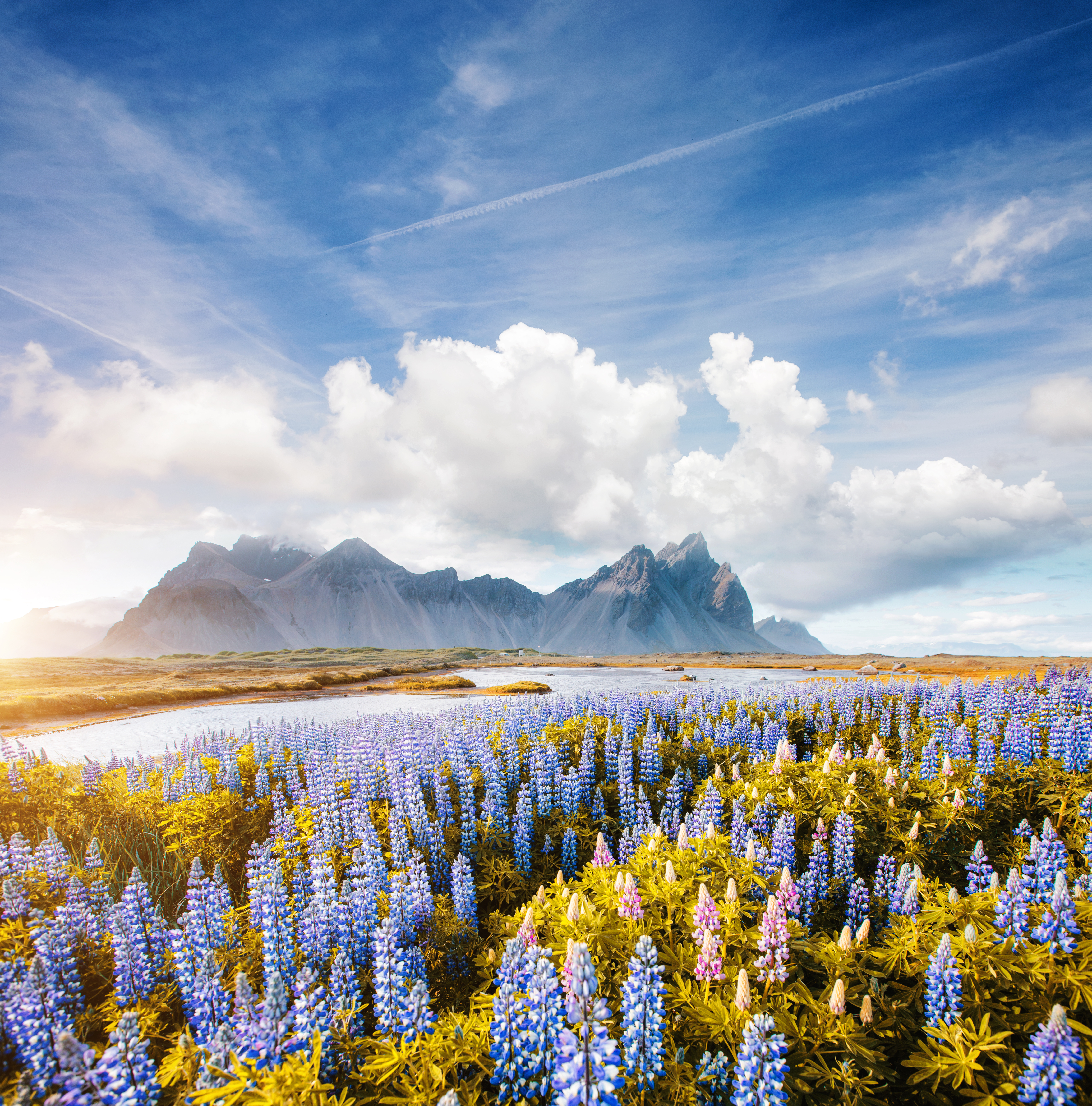 Storslået udsigt over lupinermark med Vestrahorn bjerget på Island i gyldent lys