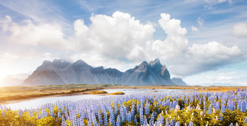 Storslået udsigt over lupinermark med Vestrahorn bjerget på Island i gyldent lys