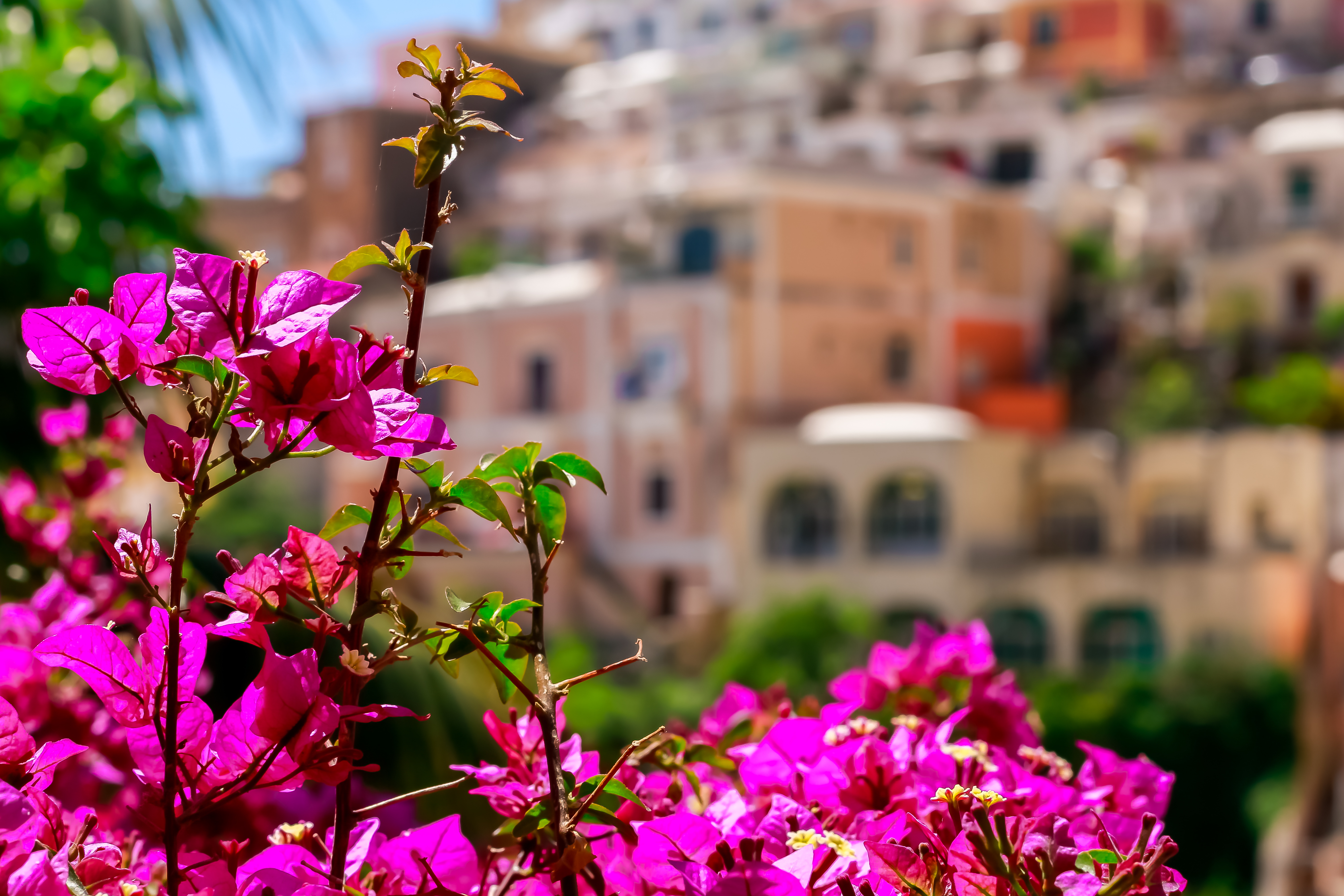 Italienske sommerblomster i lyserødt med charmerende kystby under blå himmel