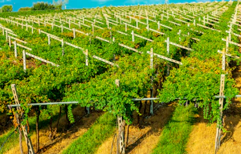 Italiensk vingård med drueplanter og landlige omgivelser til vinturisme