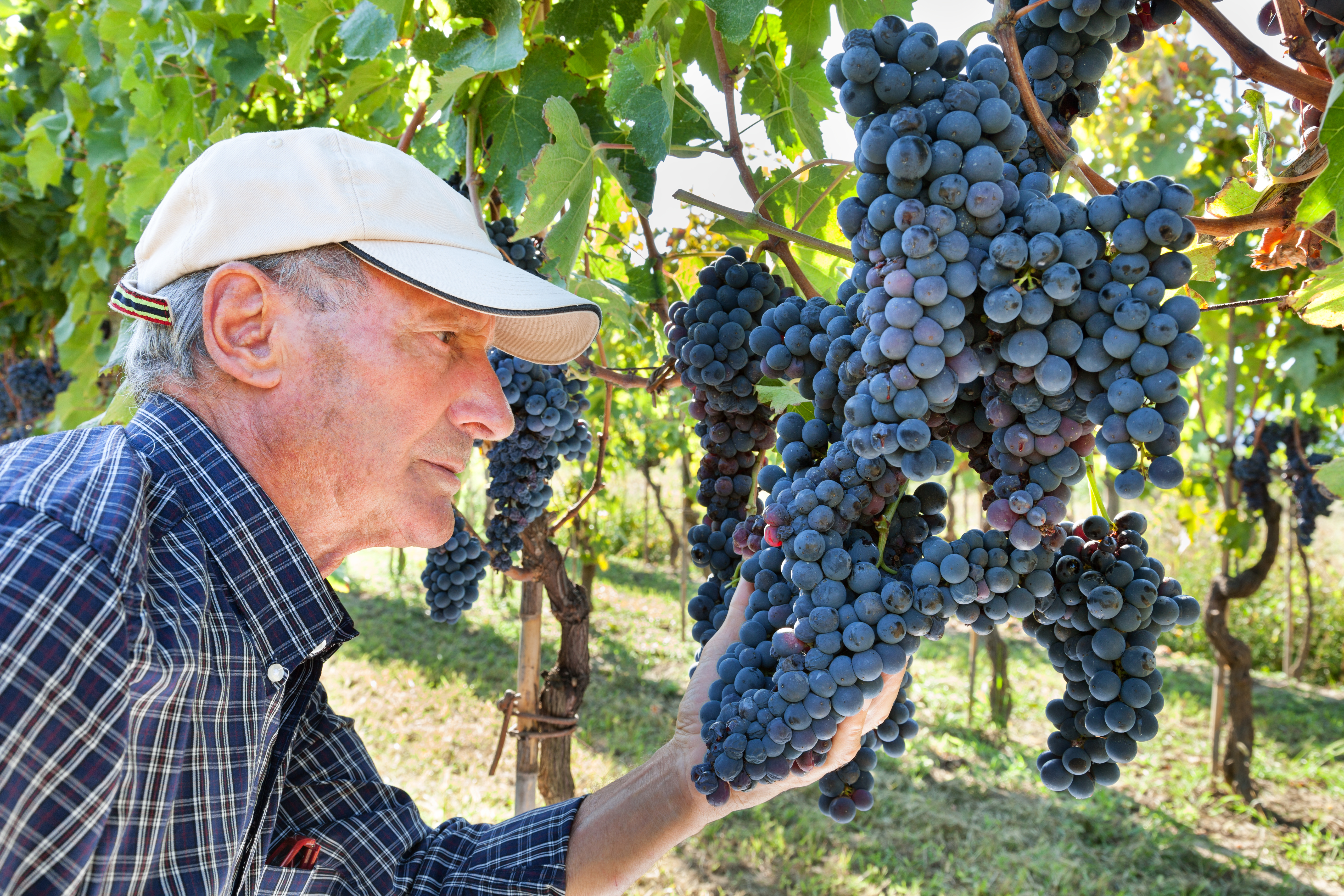 Senior vinbonde i ternet skjorte kontrollerer kvaliteten af de mørkelilla druer under høsten i en traditionel vinmark i Toscana, Italien