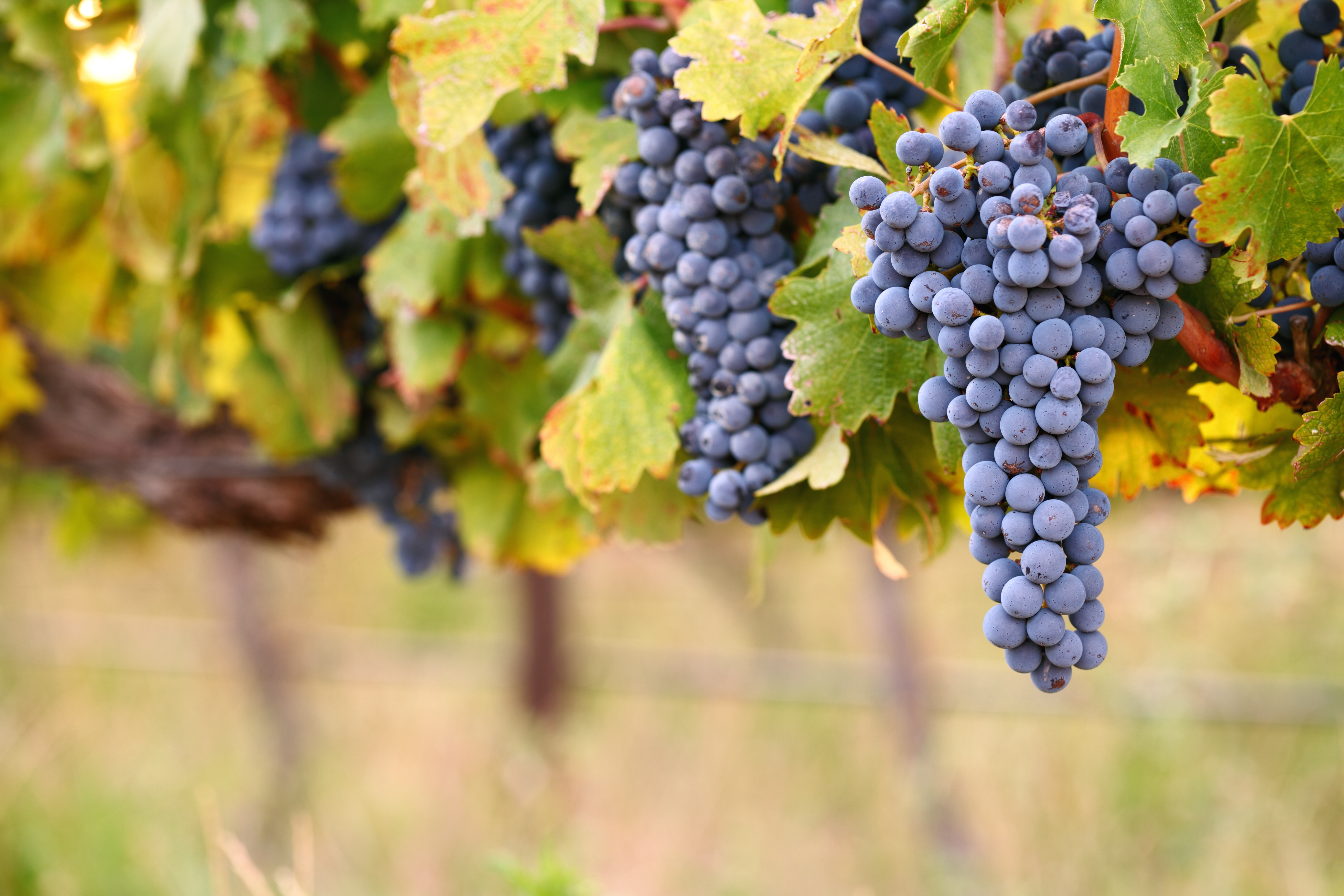 Italiensk vingård med modne druer i Chianti regionen under efterårshøsten