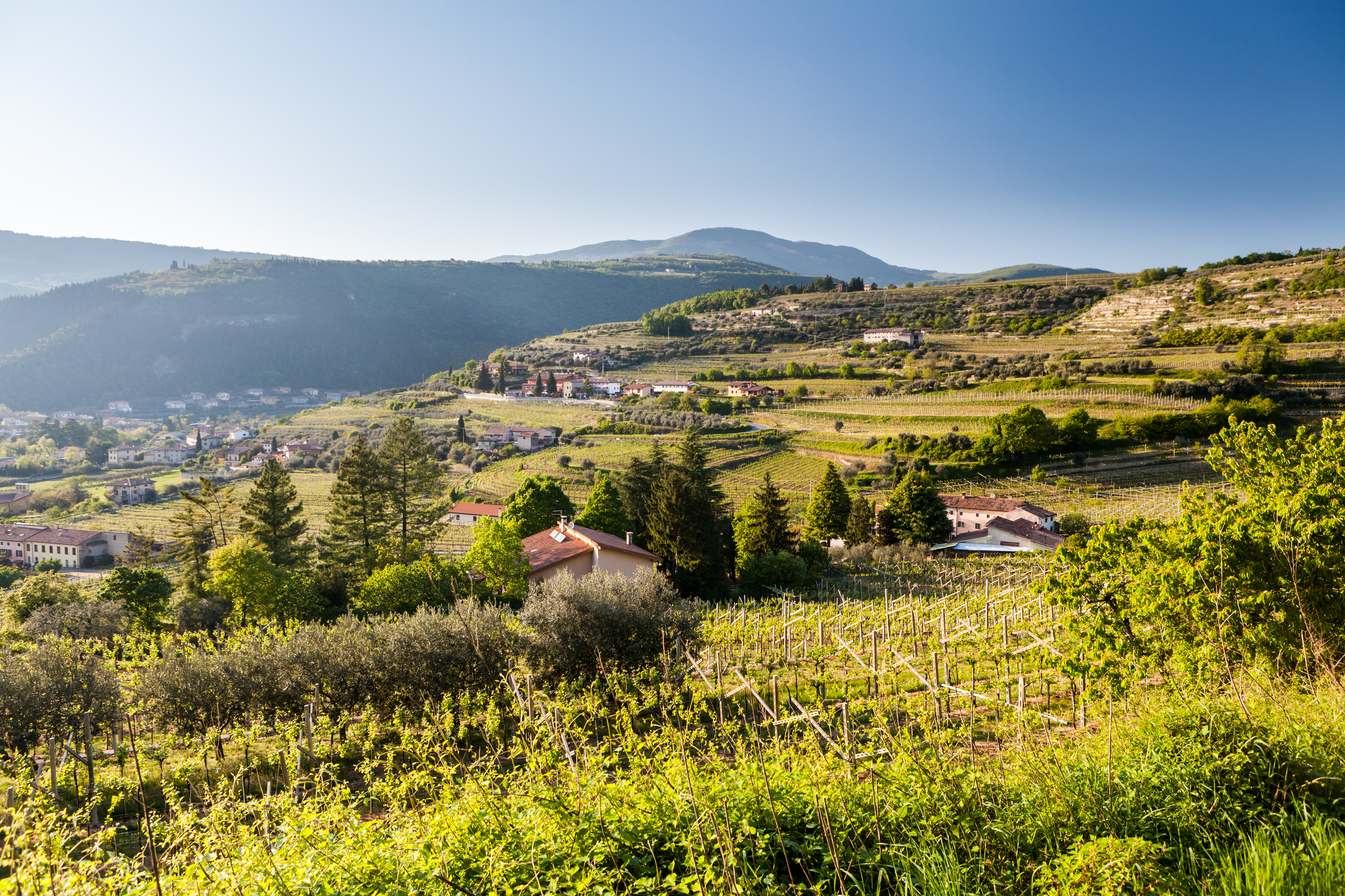Italienske vinmarker i Amarone regionen med karakteristisk bjerglandskab og grøn natur