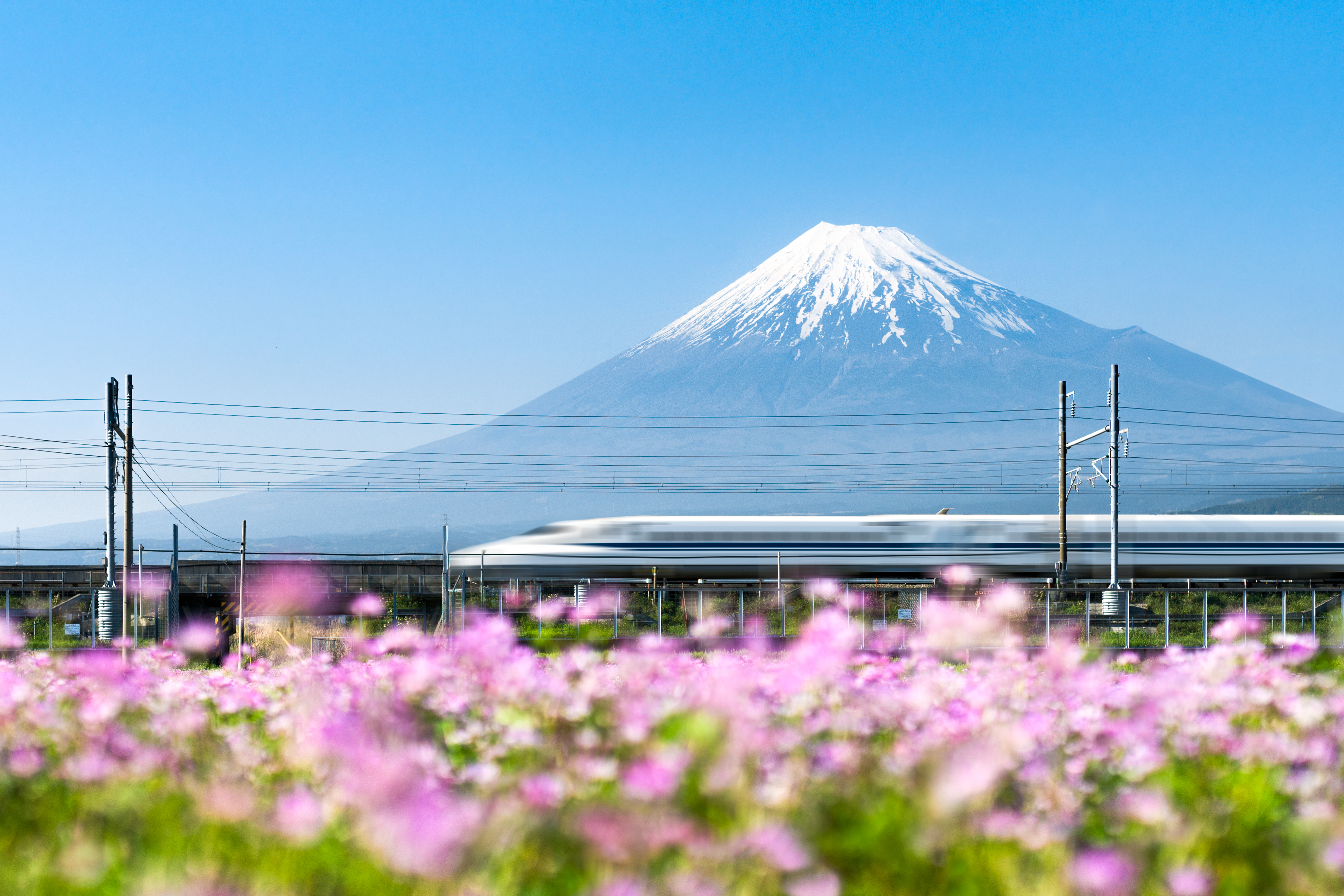 Japansk hurtigtog foran Fujisan med lyserøde blomster i forgrunden