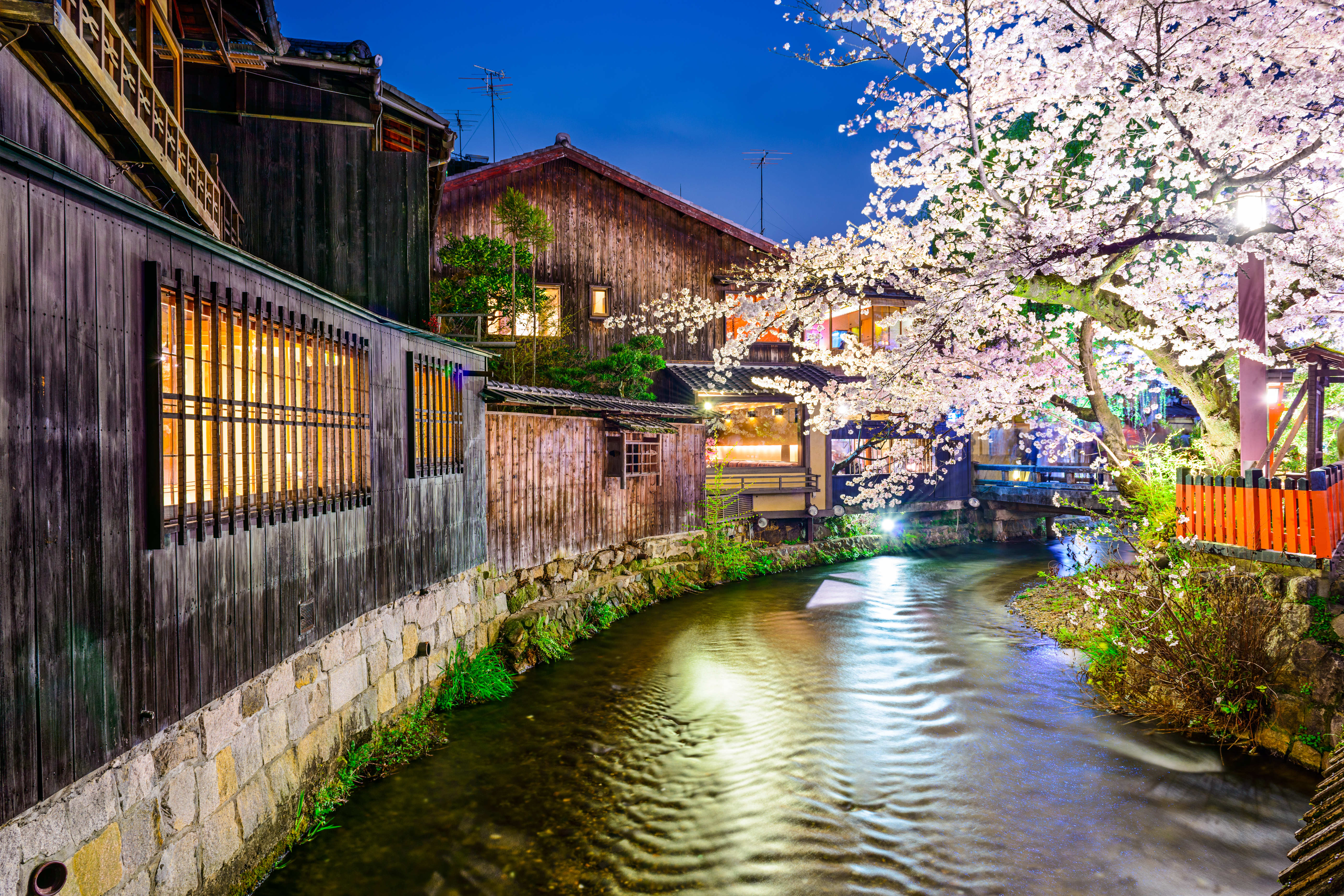 Oplyst historisk kvarter i Kyoto med træhuse og blomstrende træer ved nattetide